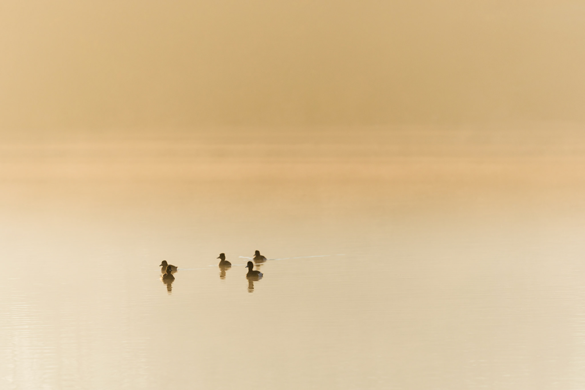 ochtend in De Bergelen