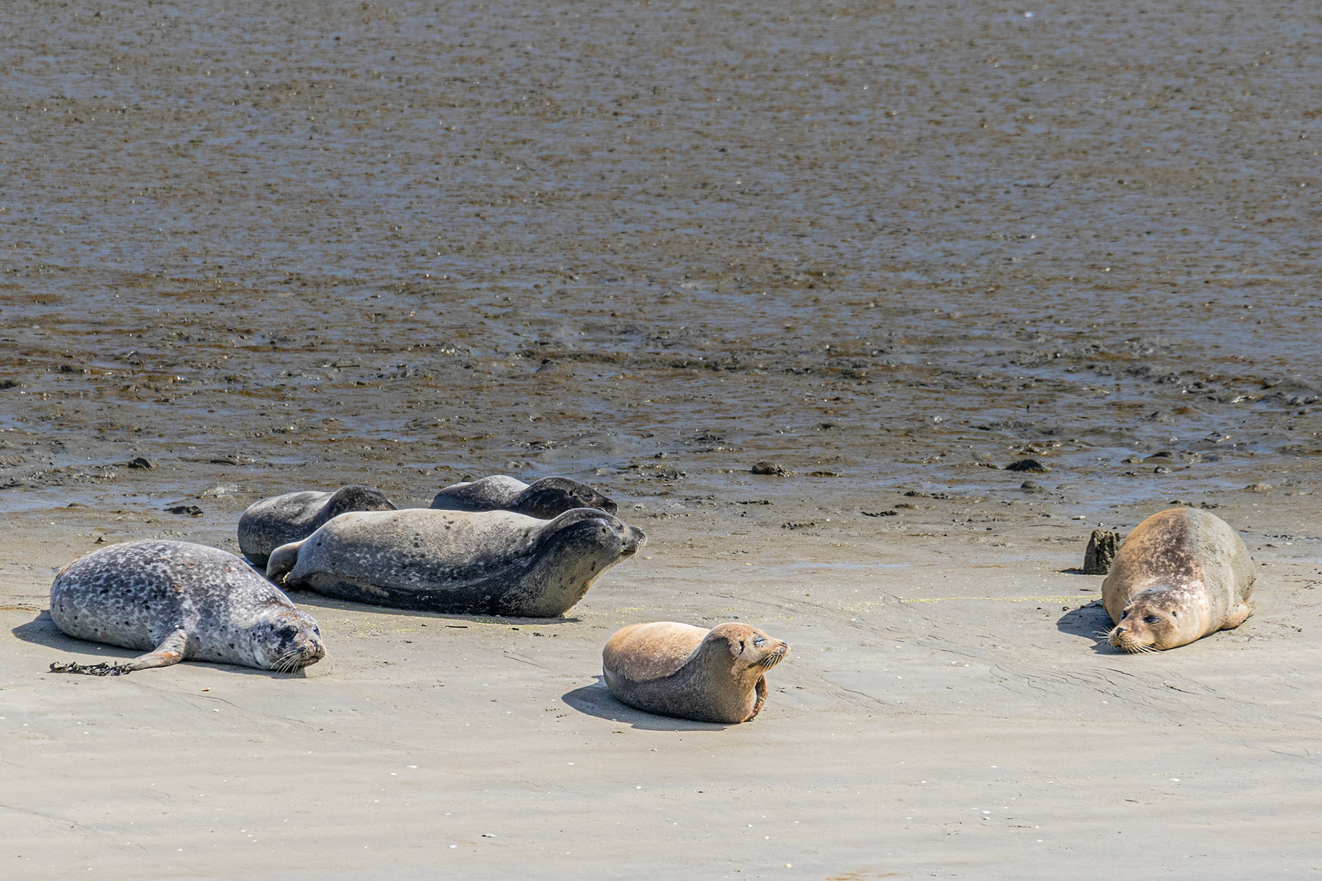 zeehonden in de Ijzermonding te Nieuwpoort