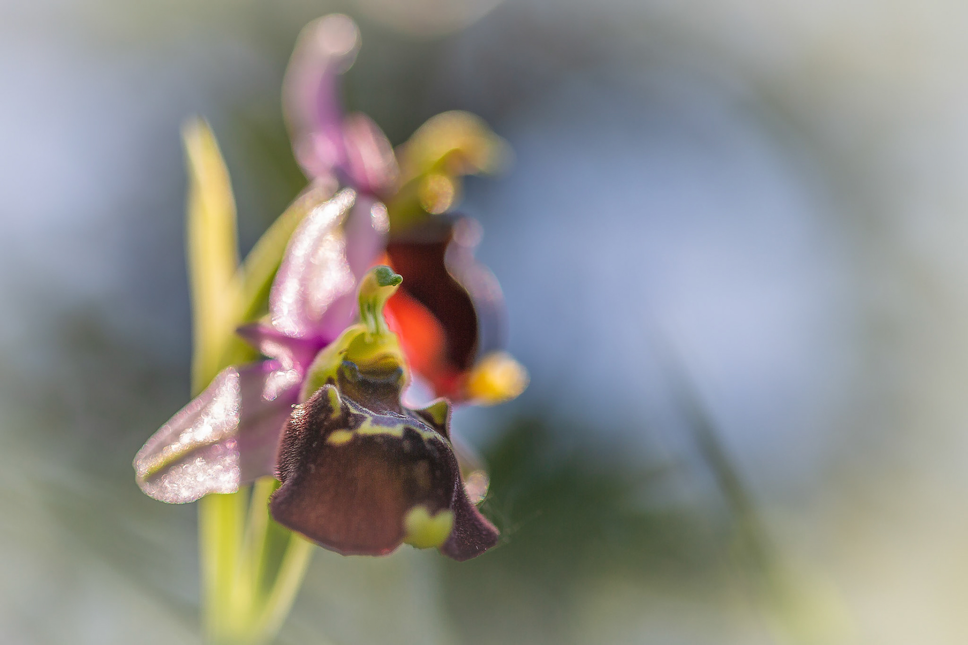 bijenorchis