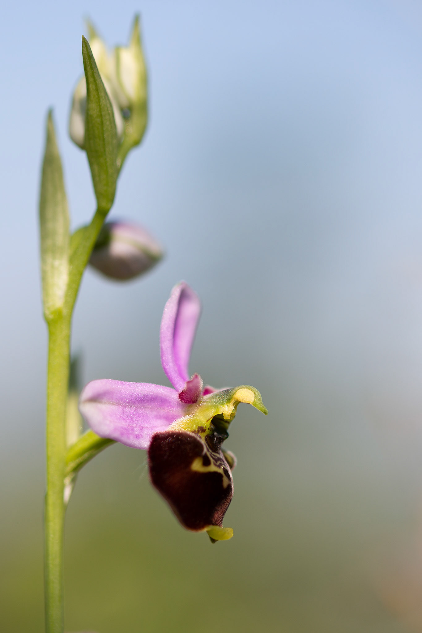 bijenorchis