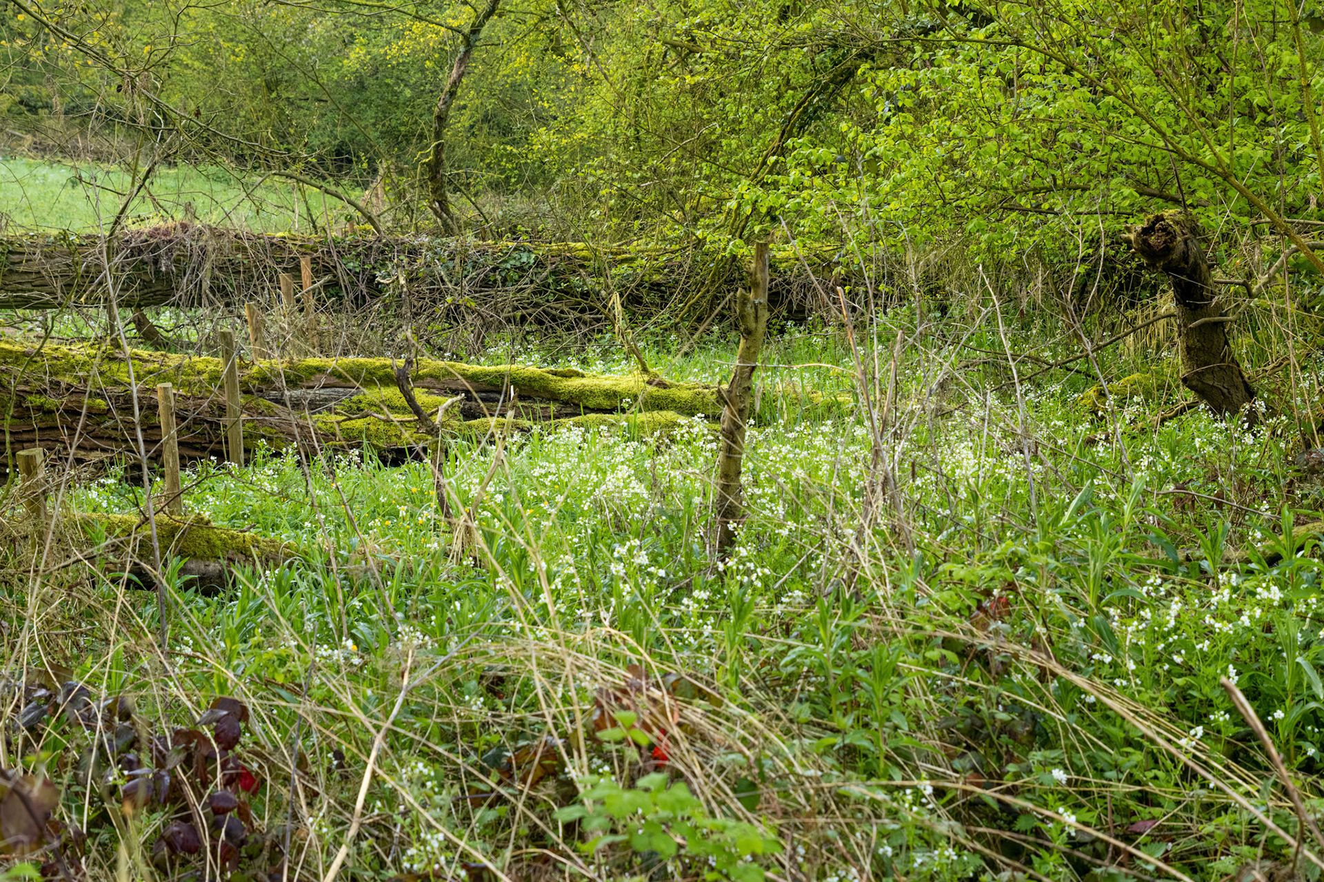 Burreken Vlaamse Ardennen