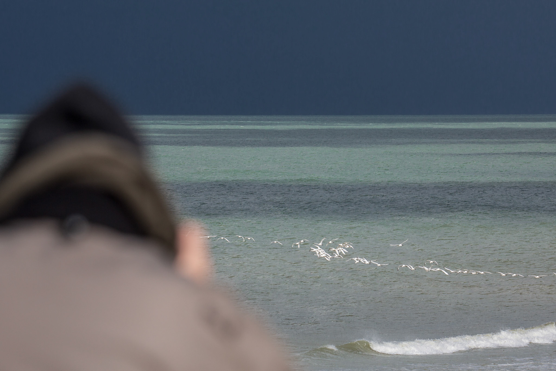 najaarstrek Lepelaars