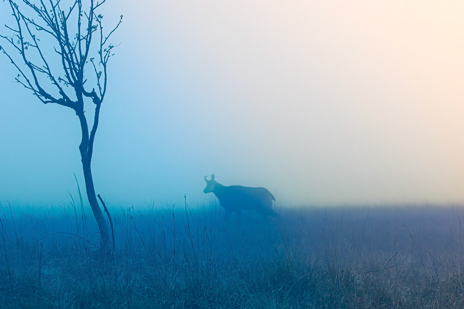 gems Vogezen Hohneck