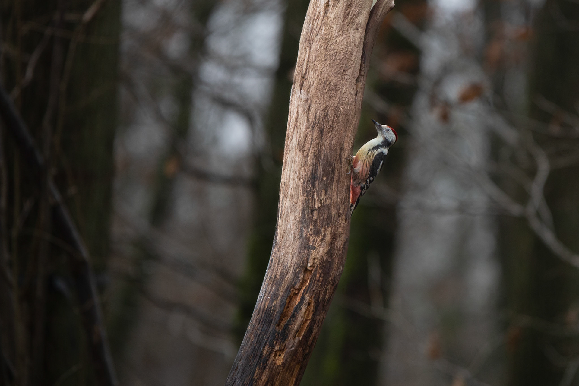 middelste bonte specht