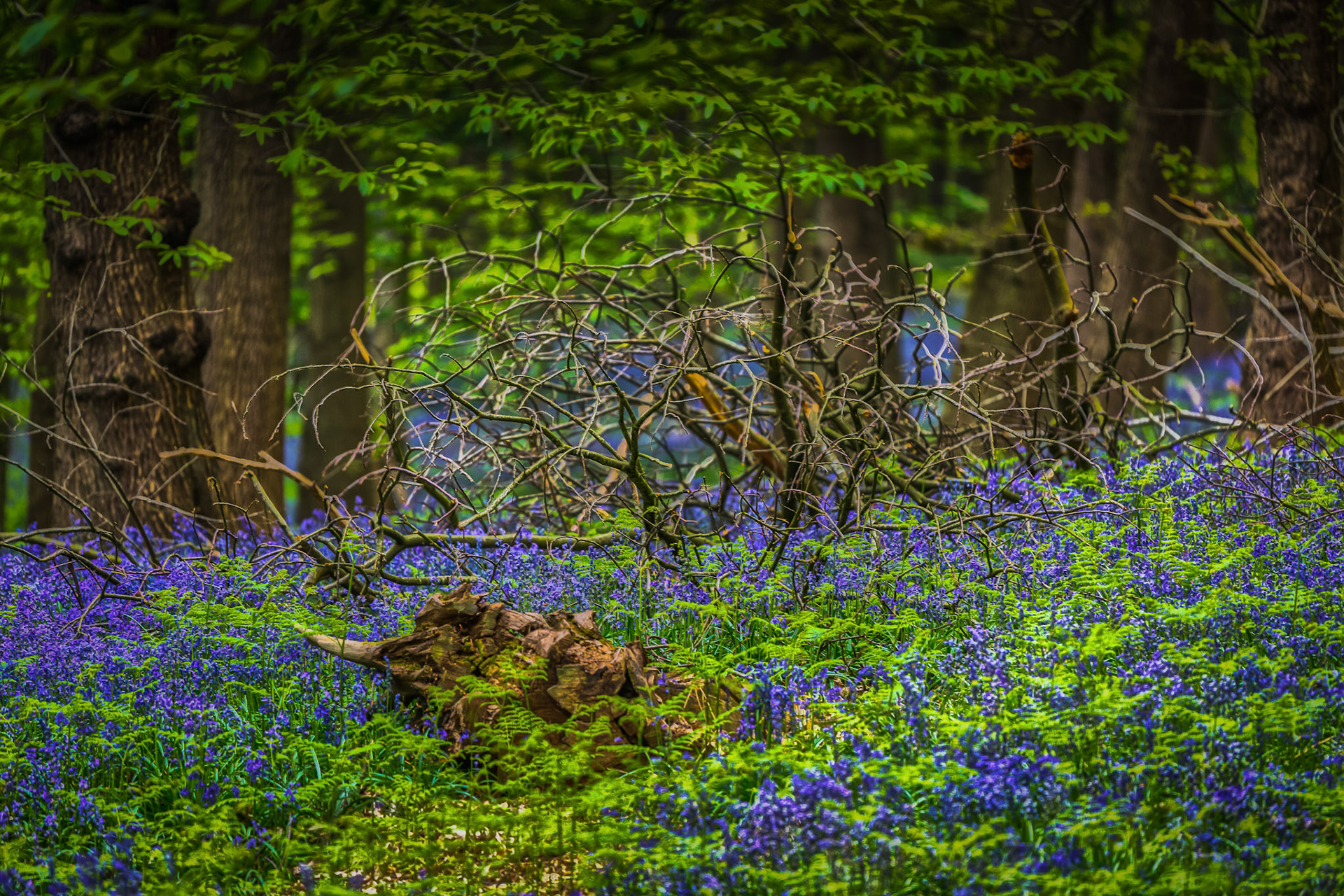 boshyacinten op Kemmelberg