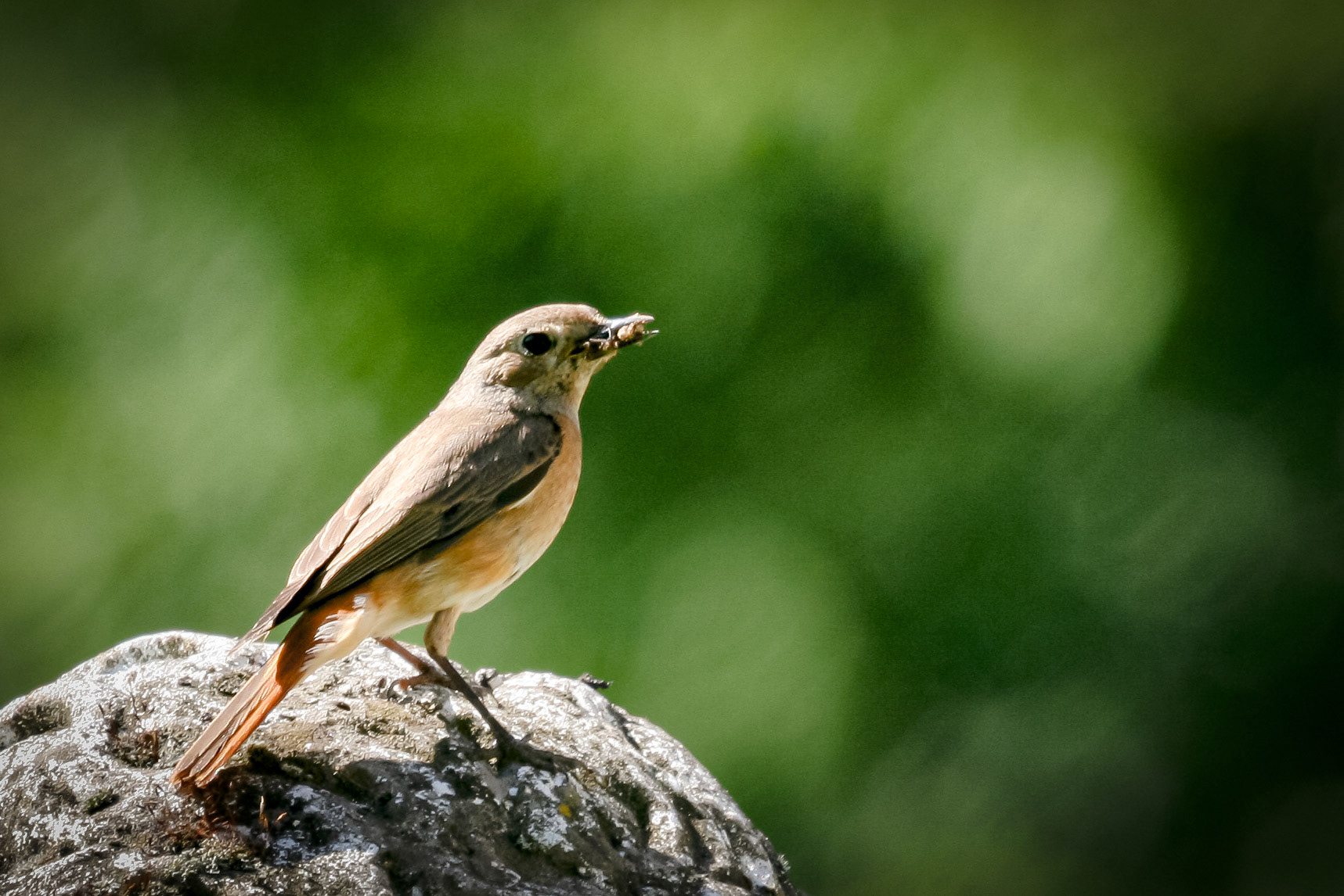 vr gekraagde roodstaart