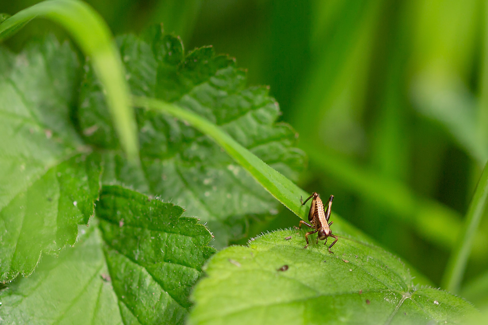 nymfale ontwikkeling sprinkhaan +-4mm