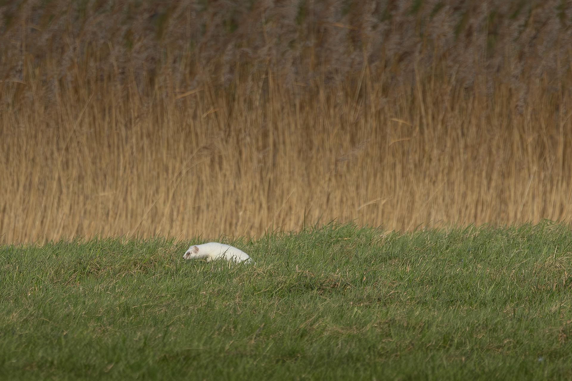 hermelijn in winterkleed