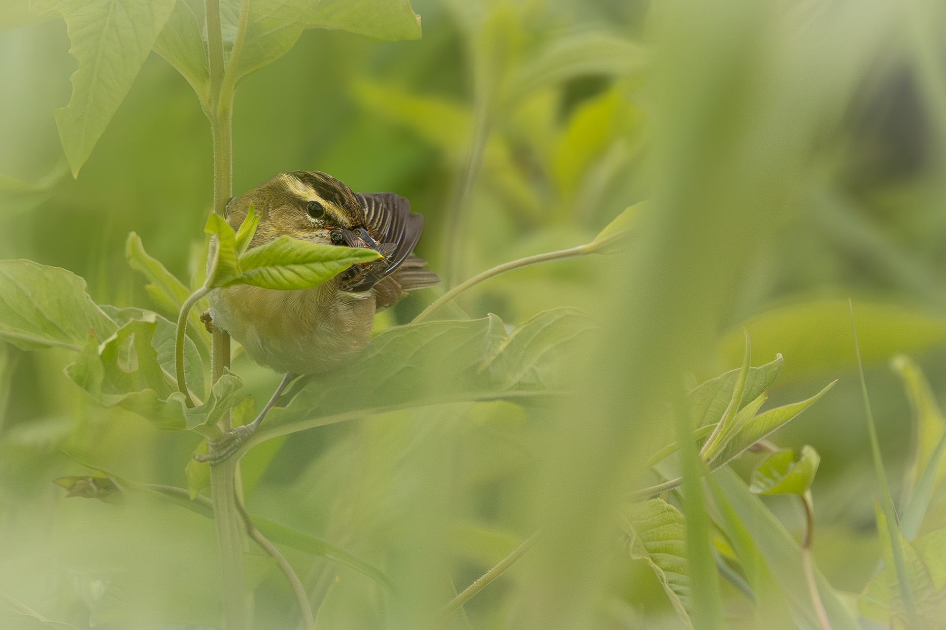 rietzanger met voedsel voor het nest