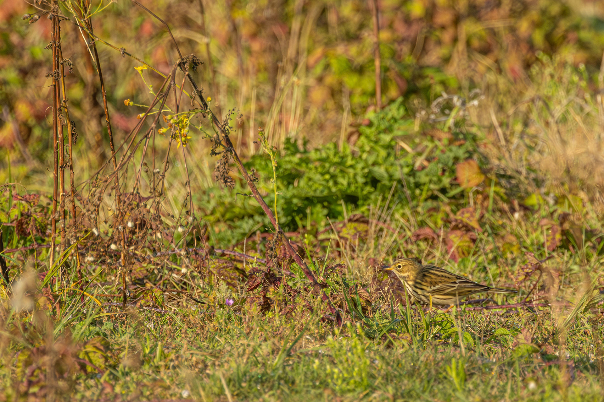graspieper in habitat
