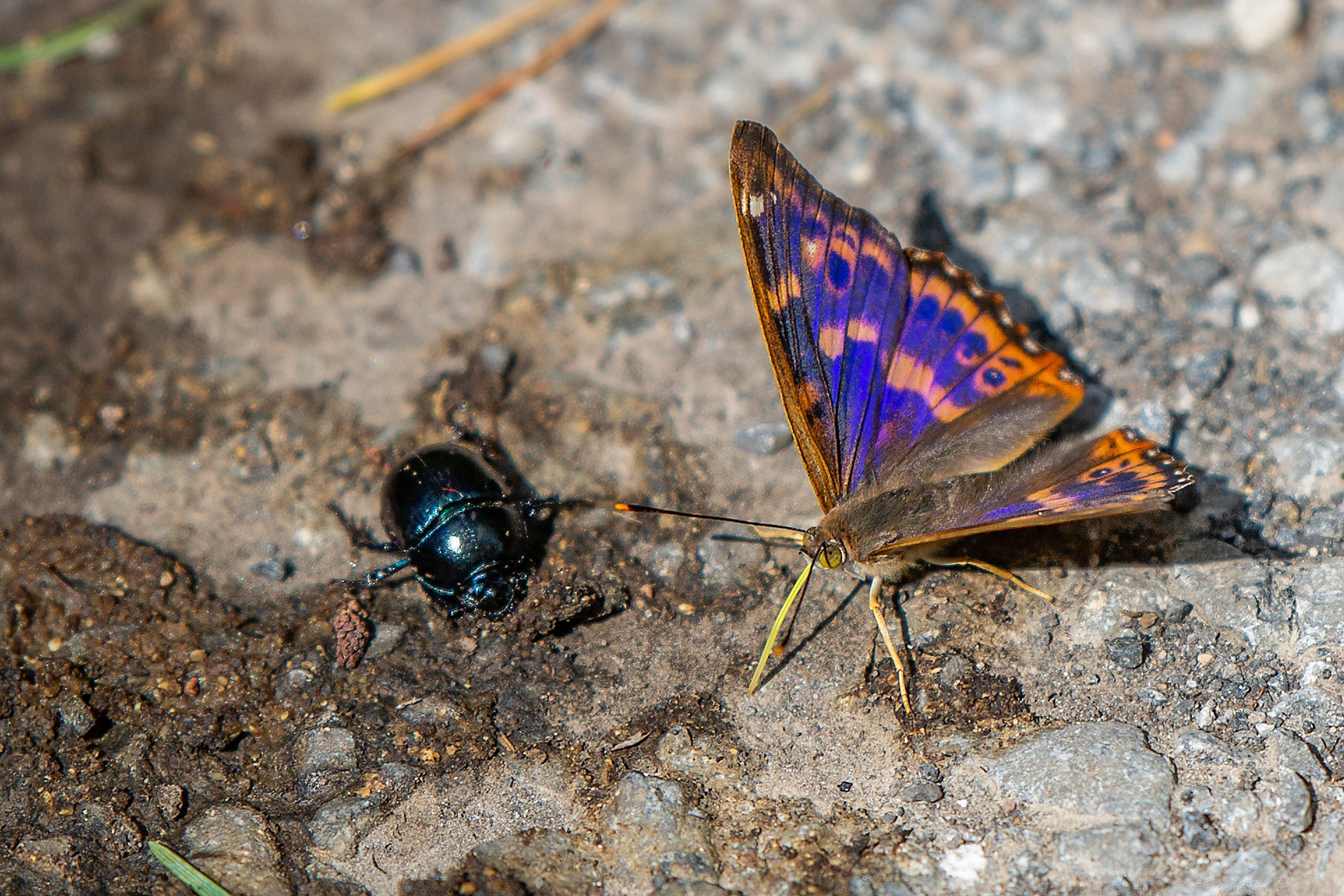 kleine weerschijnvlinder (blauwe schijn door lichtbreking op de vleugel)