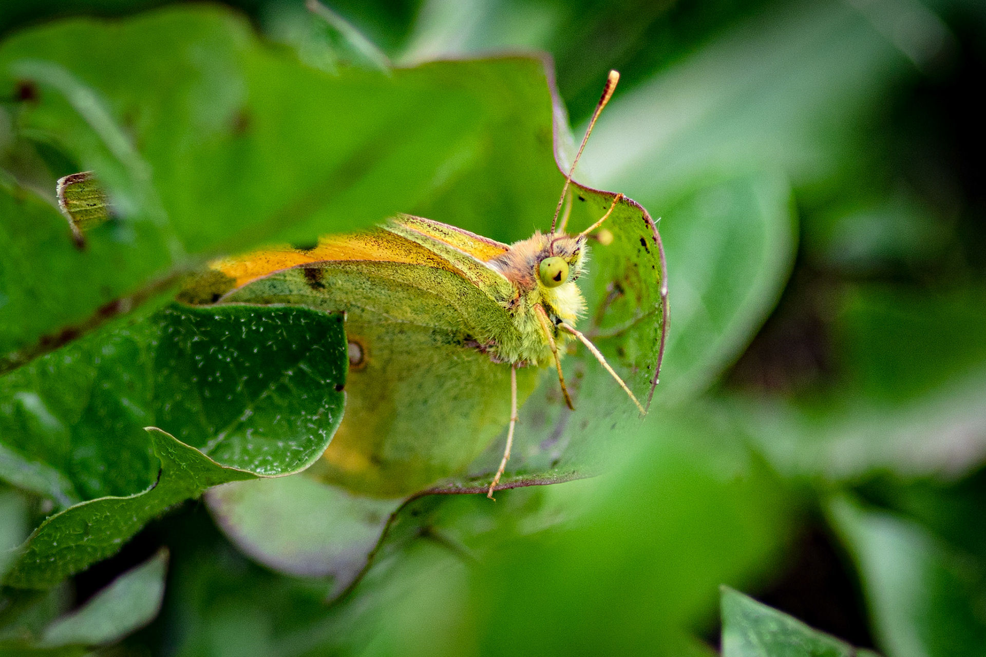 Oranje luzernevlinder