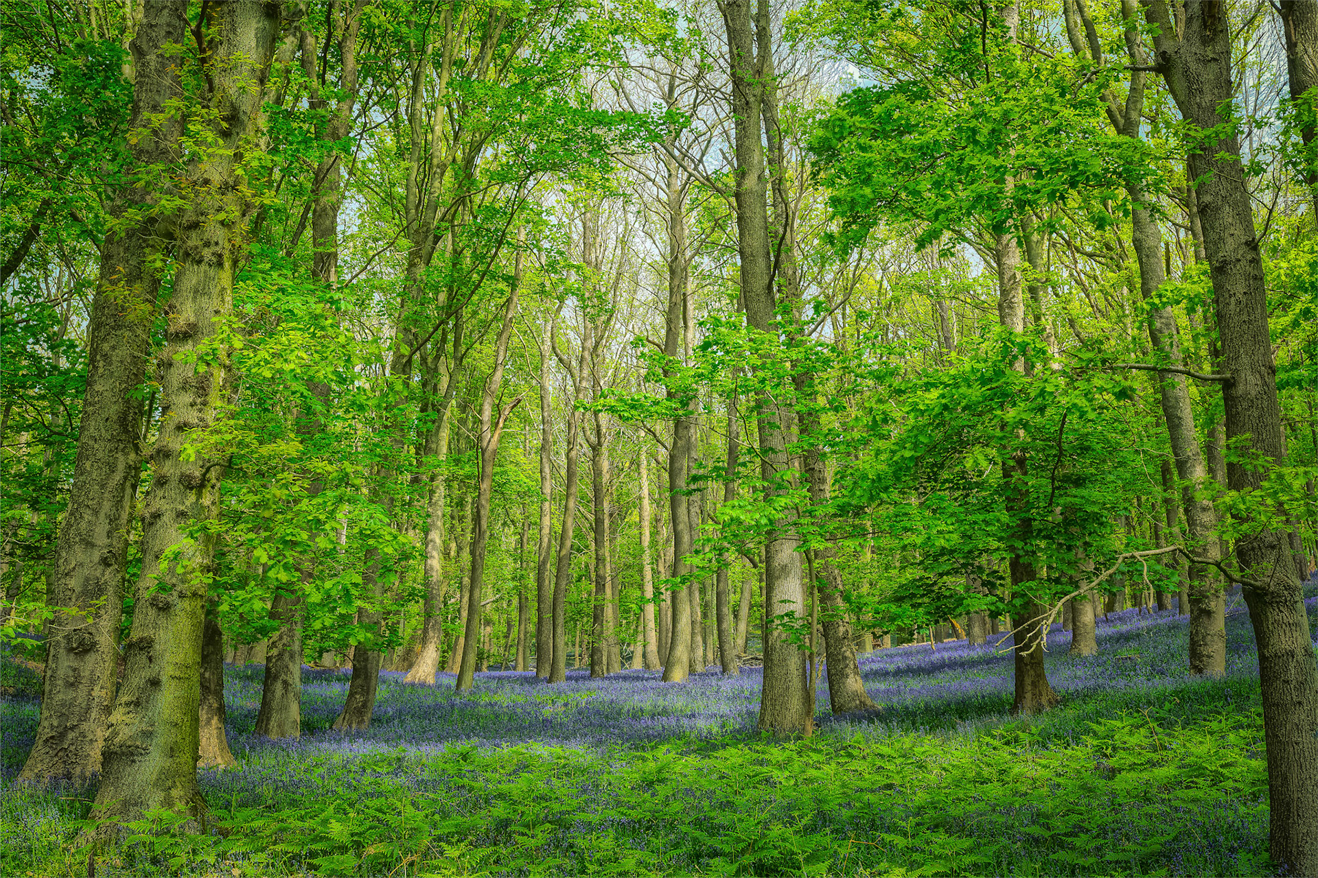 boshyacinten op Kemmelberg