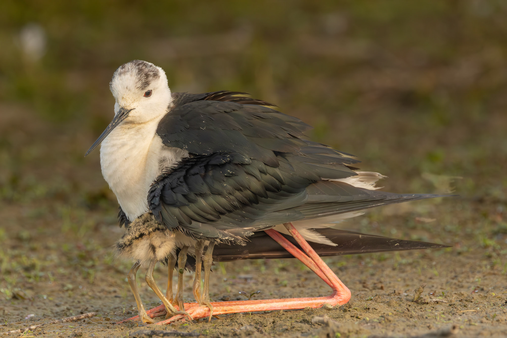 moeder steltkluut met 4 jongen