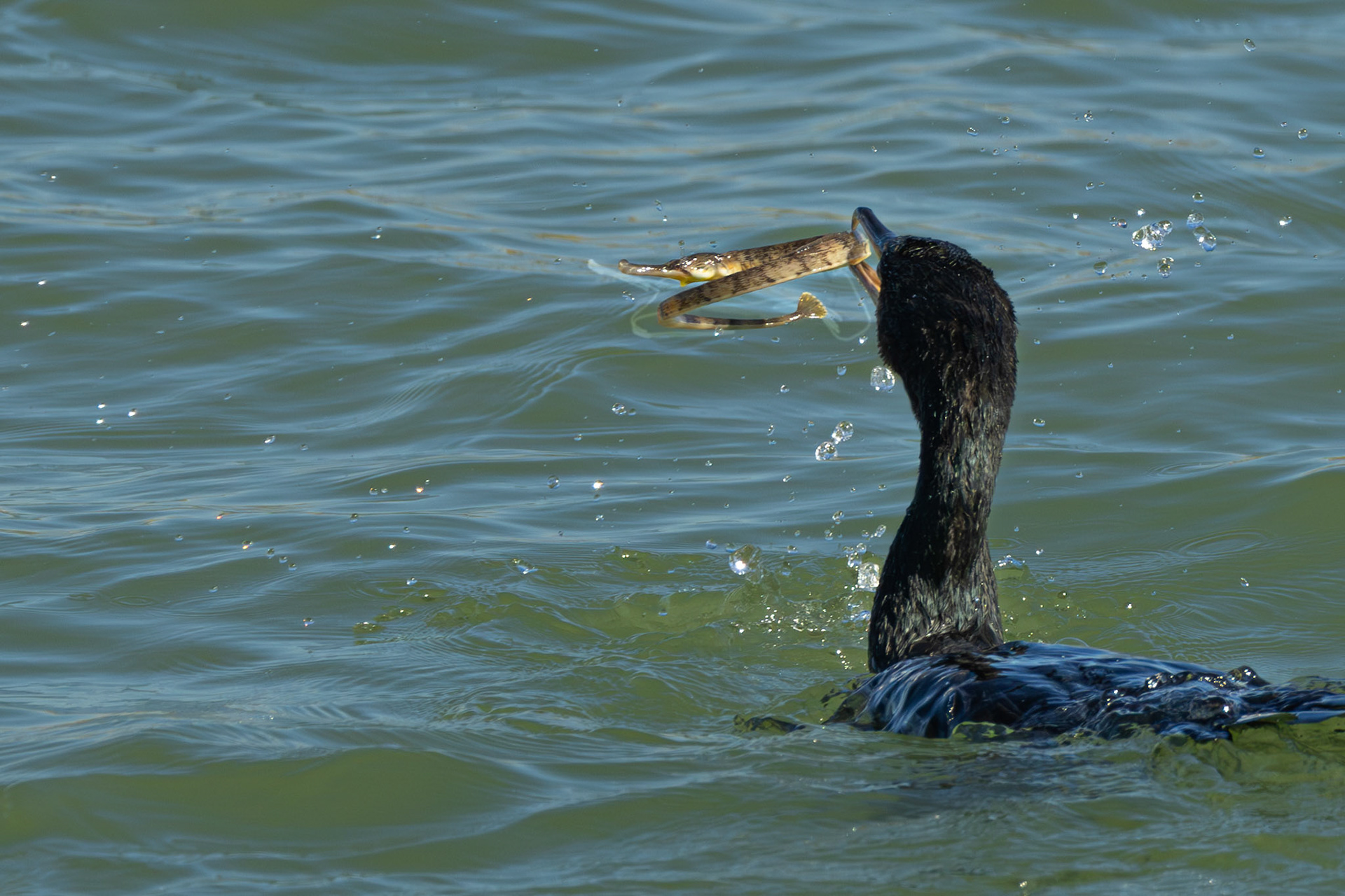 aalscholver vangt grote zeenaald