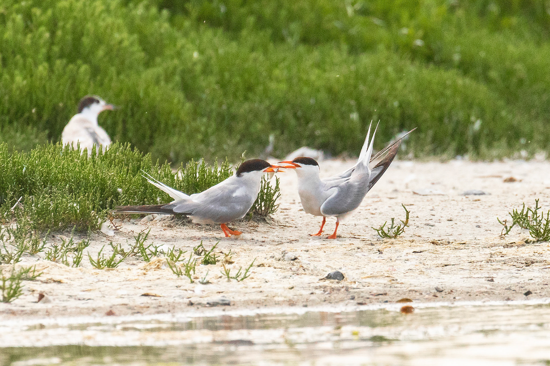 kopel visdief met voedseloverdracht 2