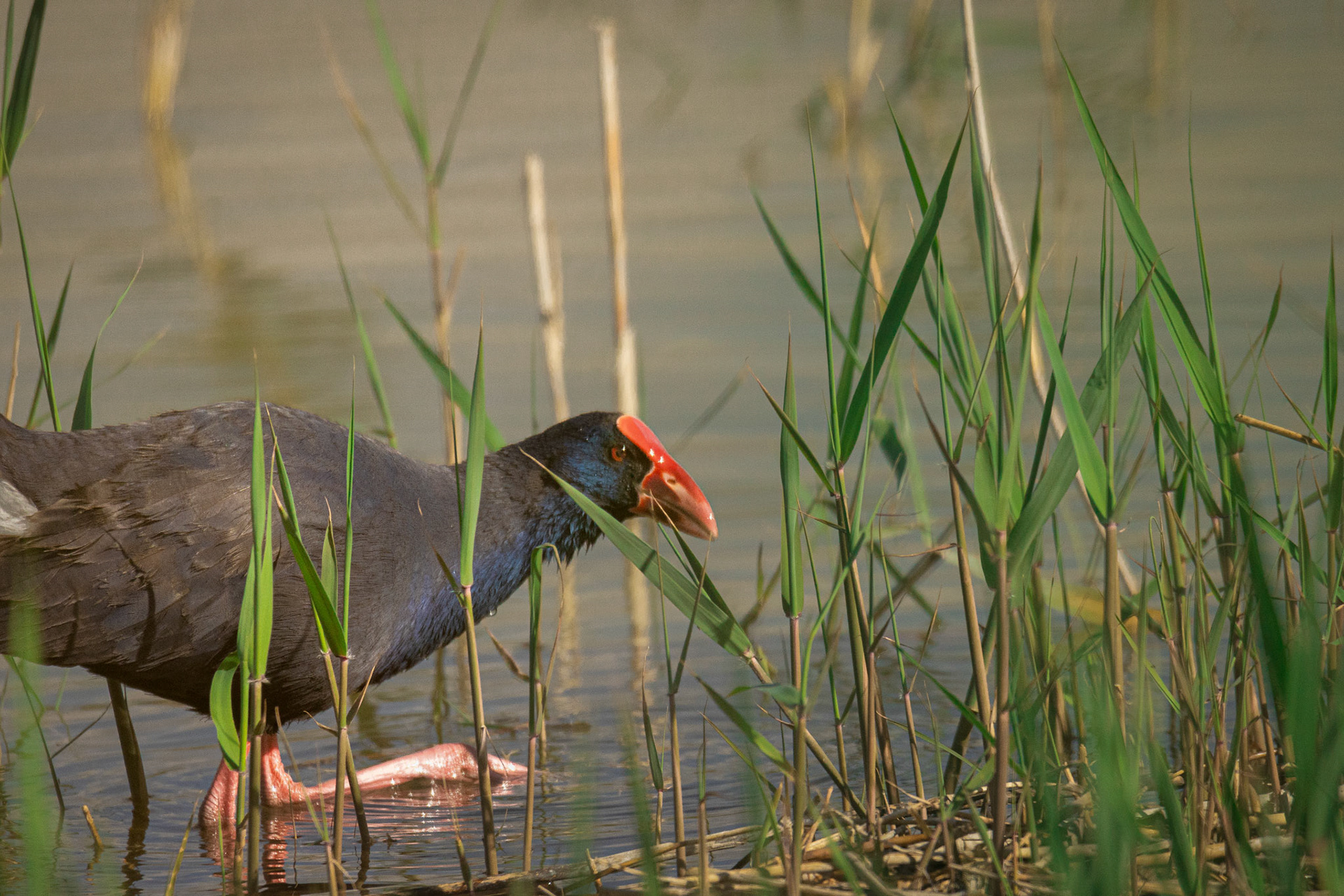 purperkoet  El Hondo SP