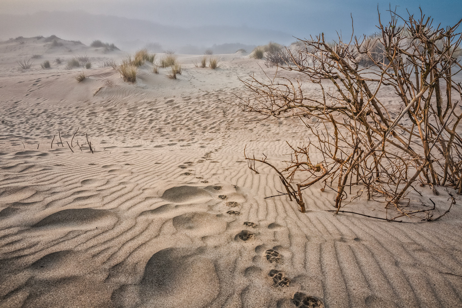 zeemist in de Schipgatsduinen