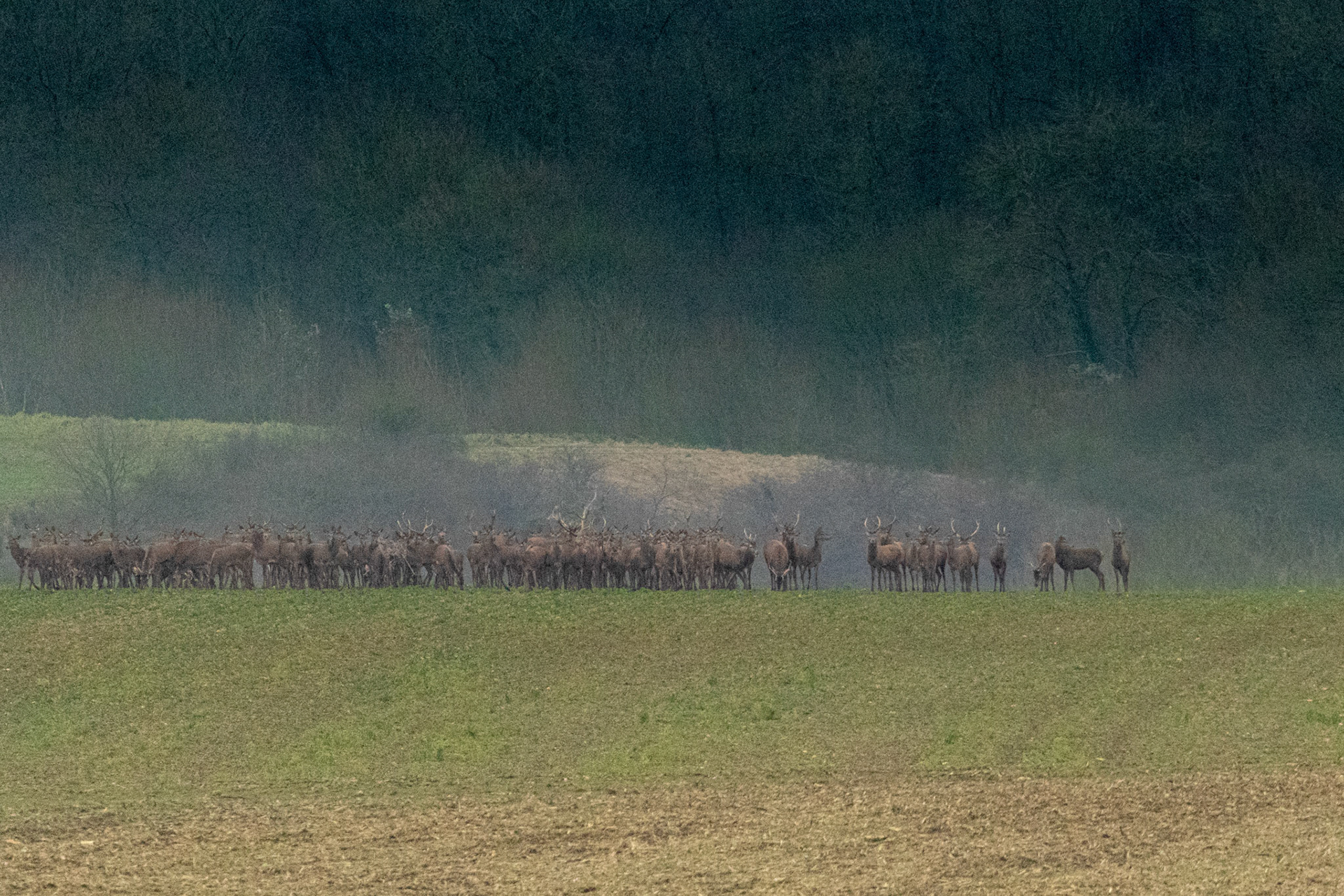 Herten aan de bosrand tijdens de jacht. Aisne, Barisis, France