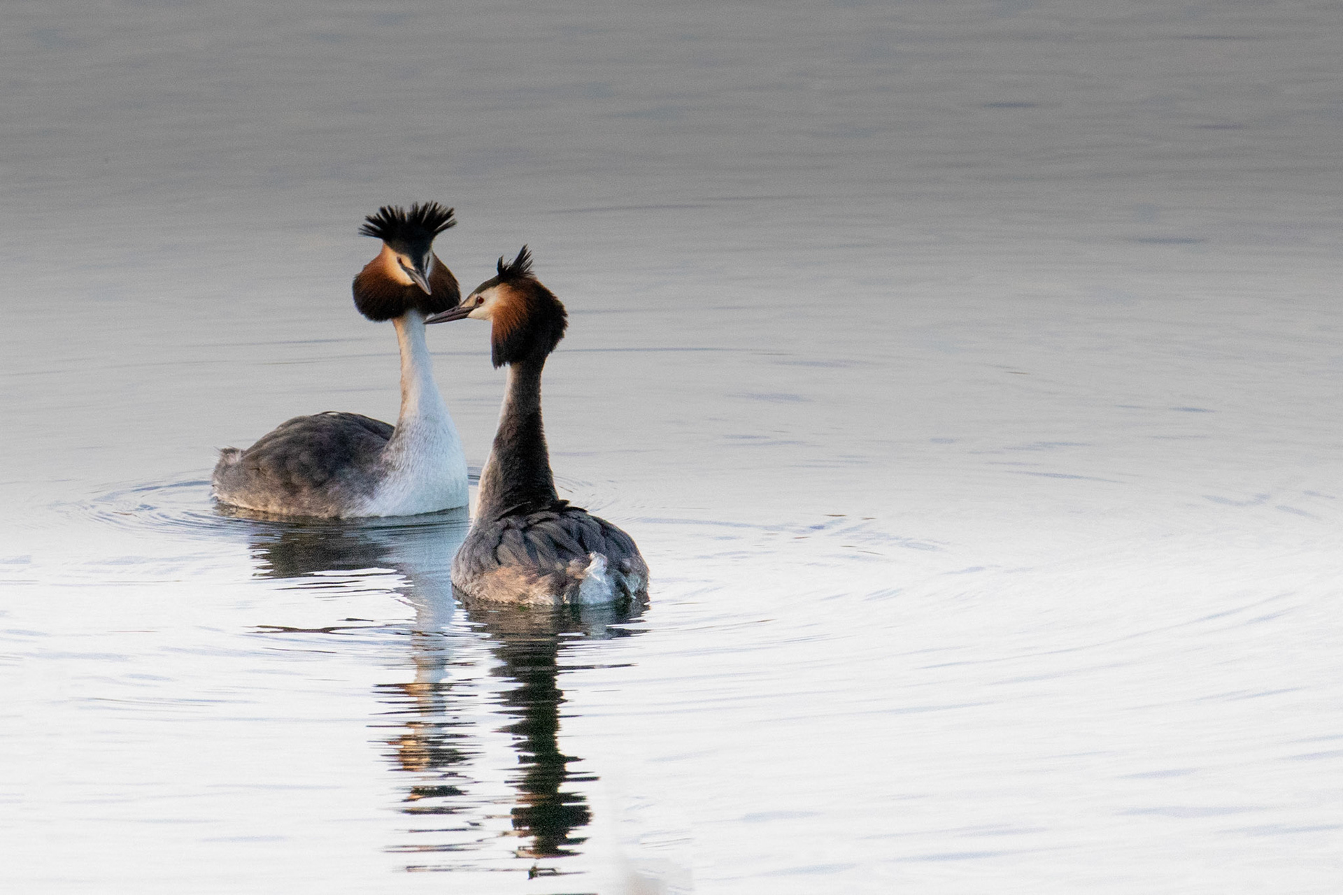 ontluikende liefde van een koppel futen