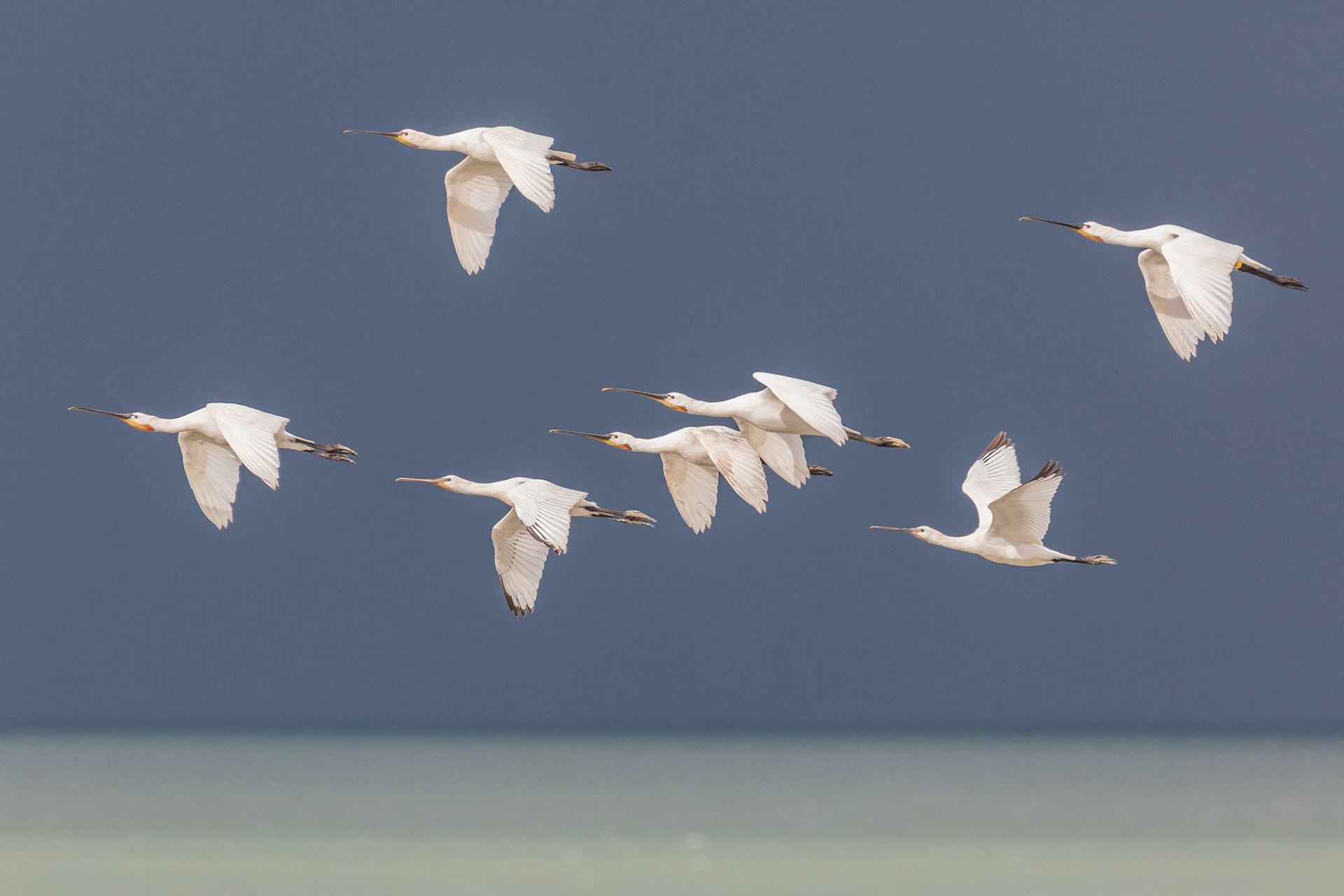 najaarstrek Lepelaars