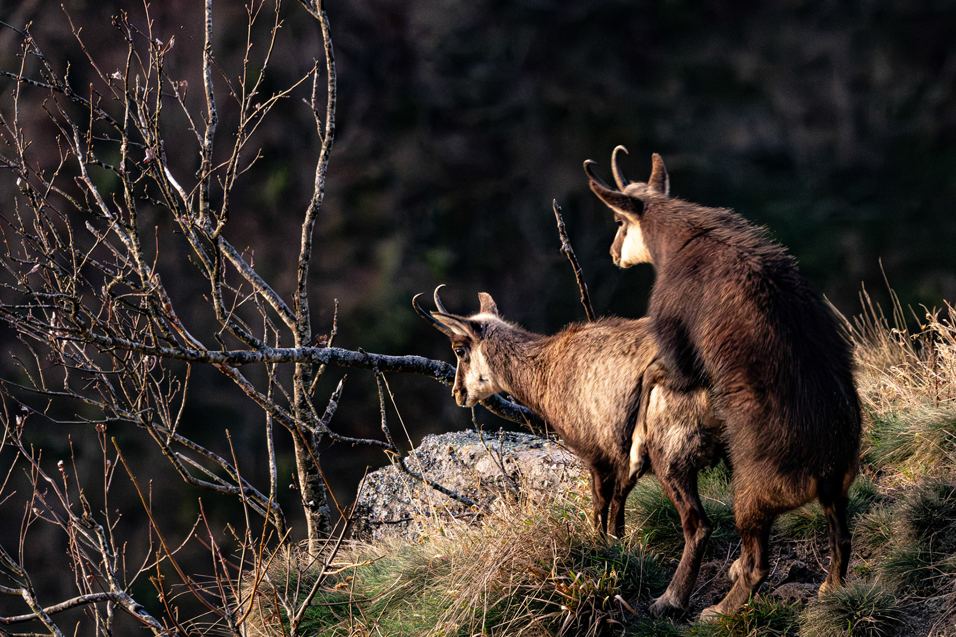 gems Vogezen Hohneck