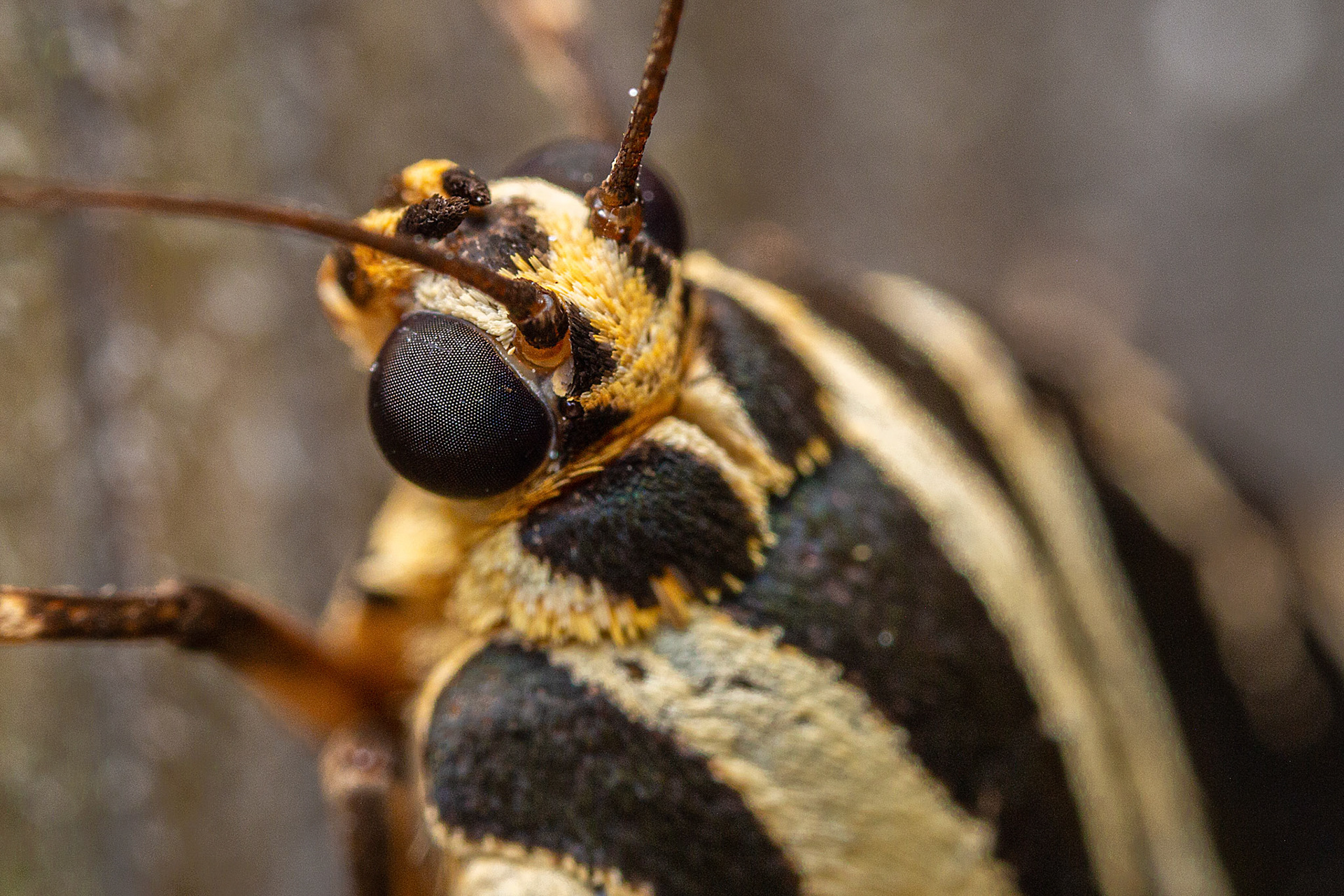 Spaanse vlag , supermacro