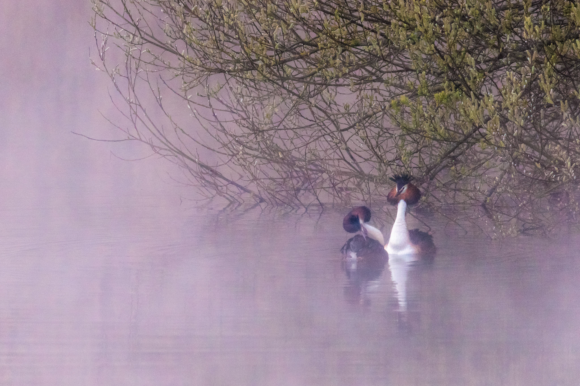 de verleiding door futen