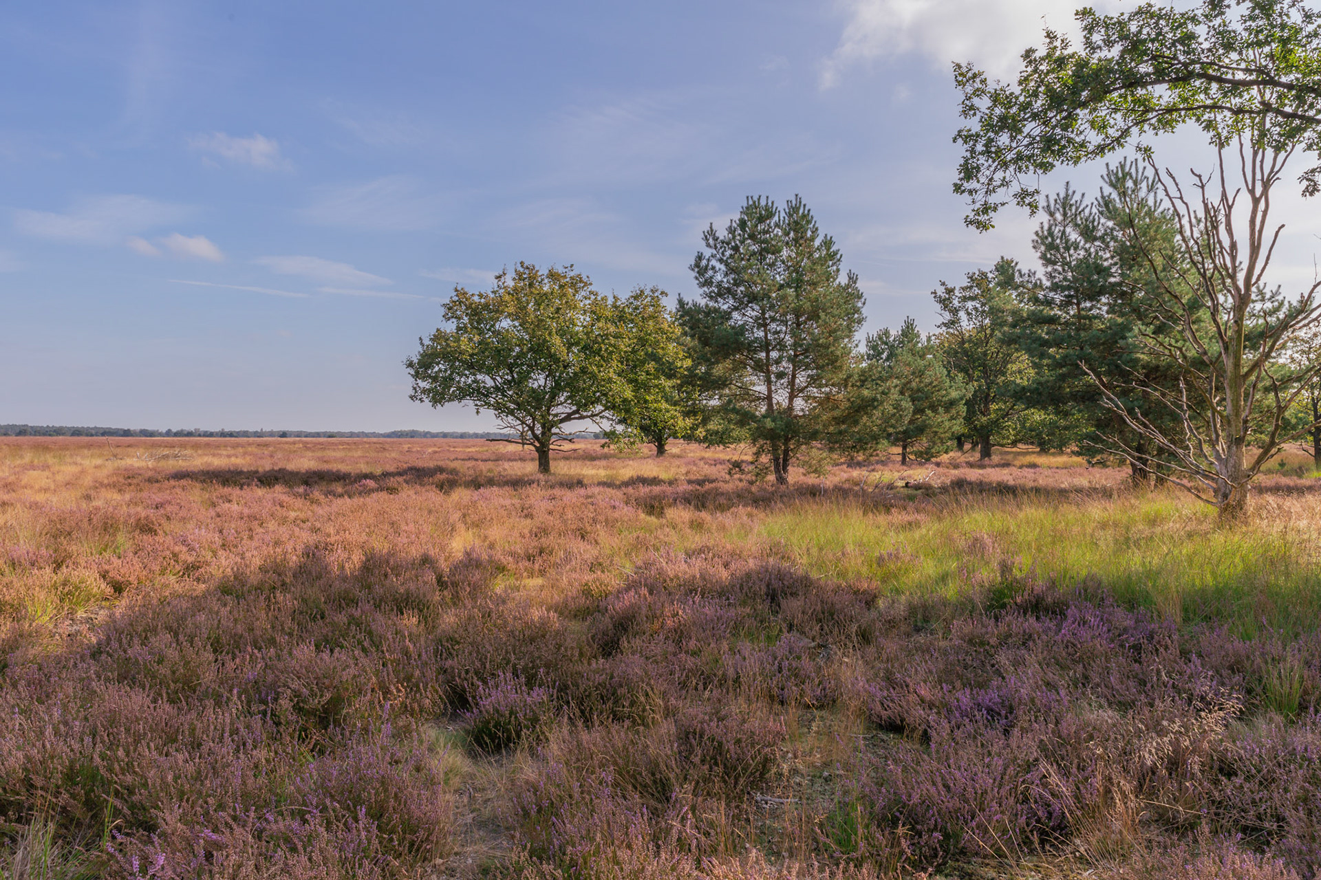 de grote heide