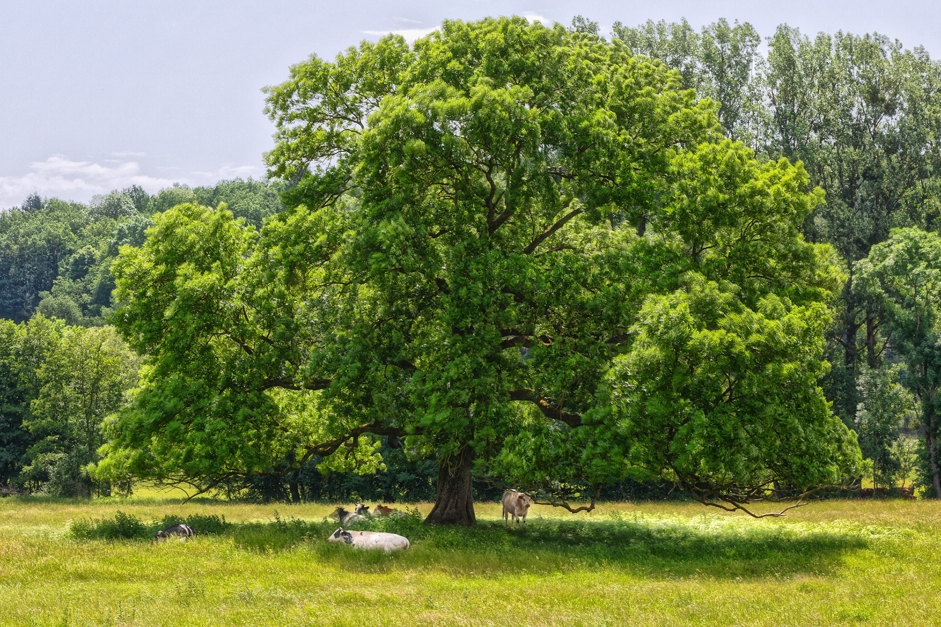 oude eik te Nismes, Virionval