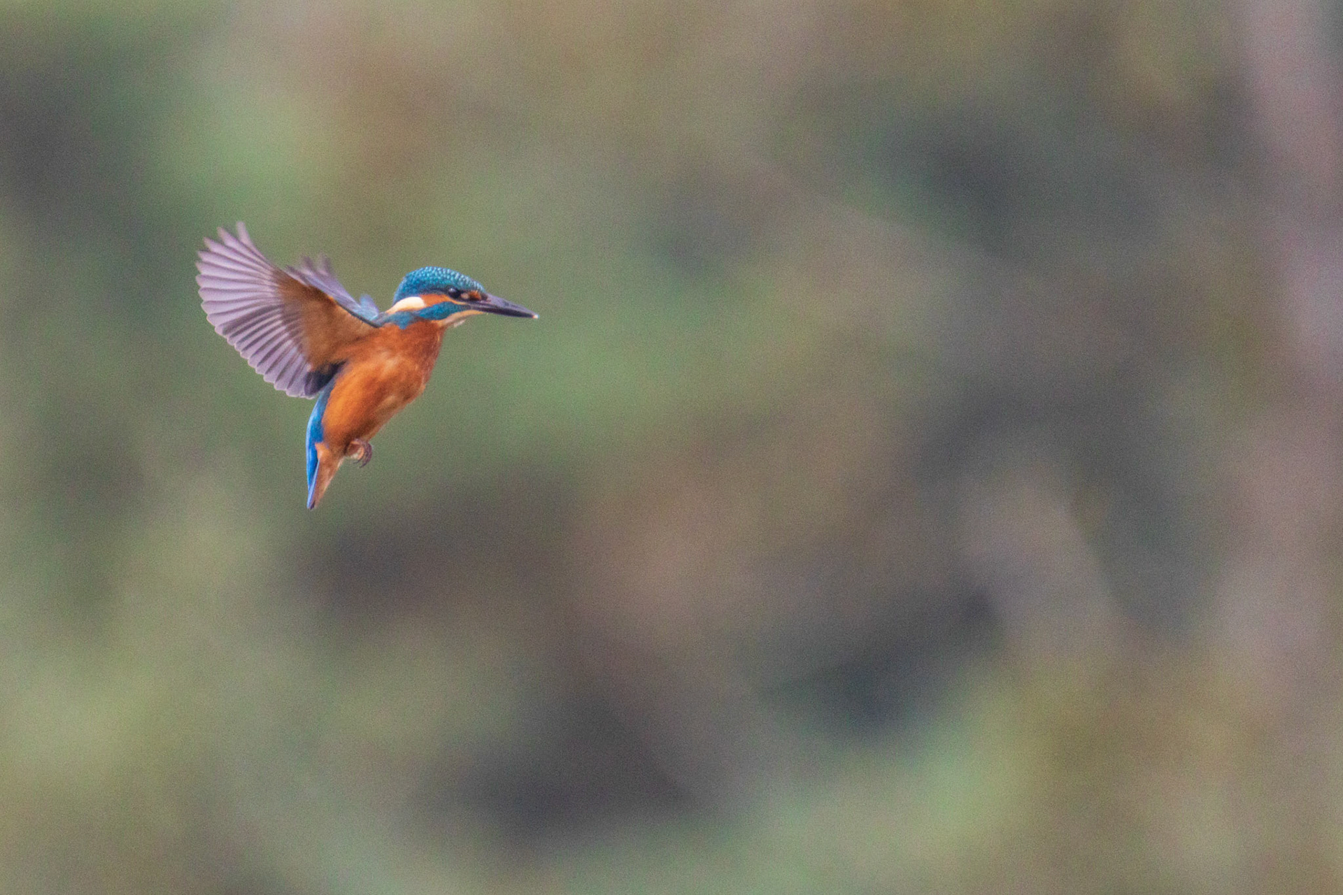 ijsvogel bidt foto 2