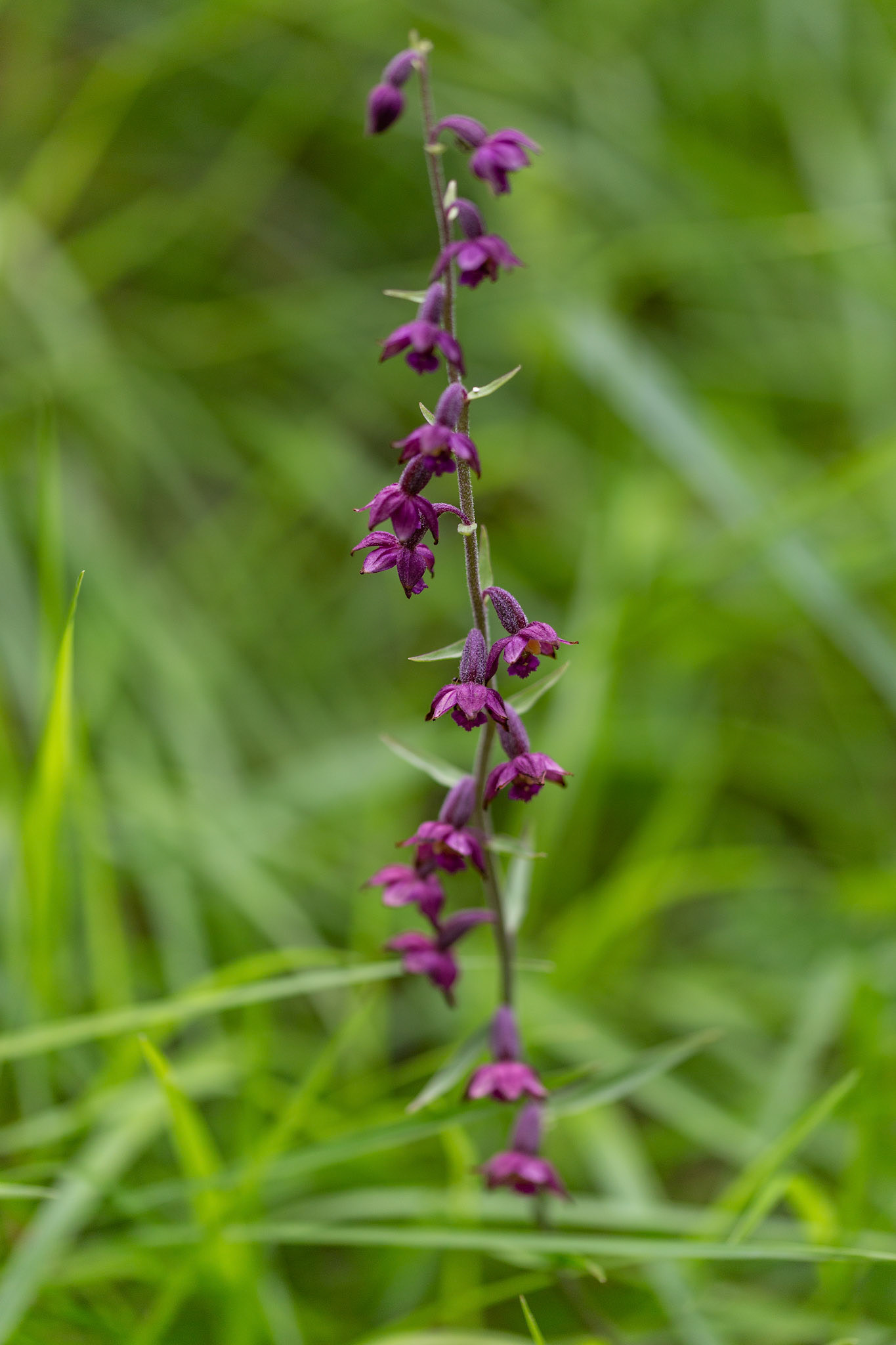 roodbruine wespenorchis