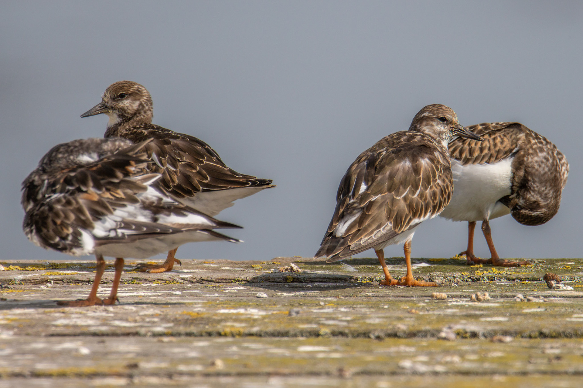 steenloper bij hoogtij, veren poetsen en rusten