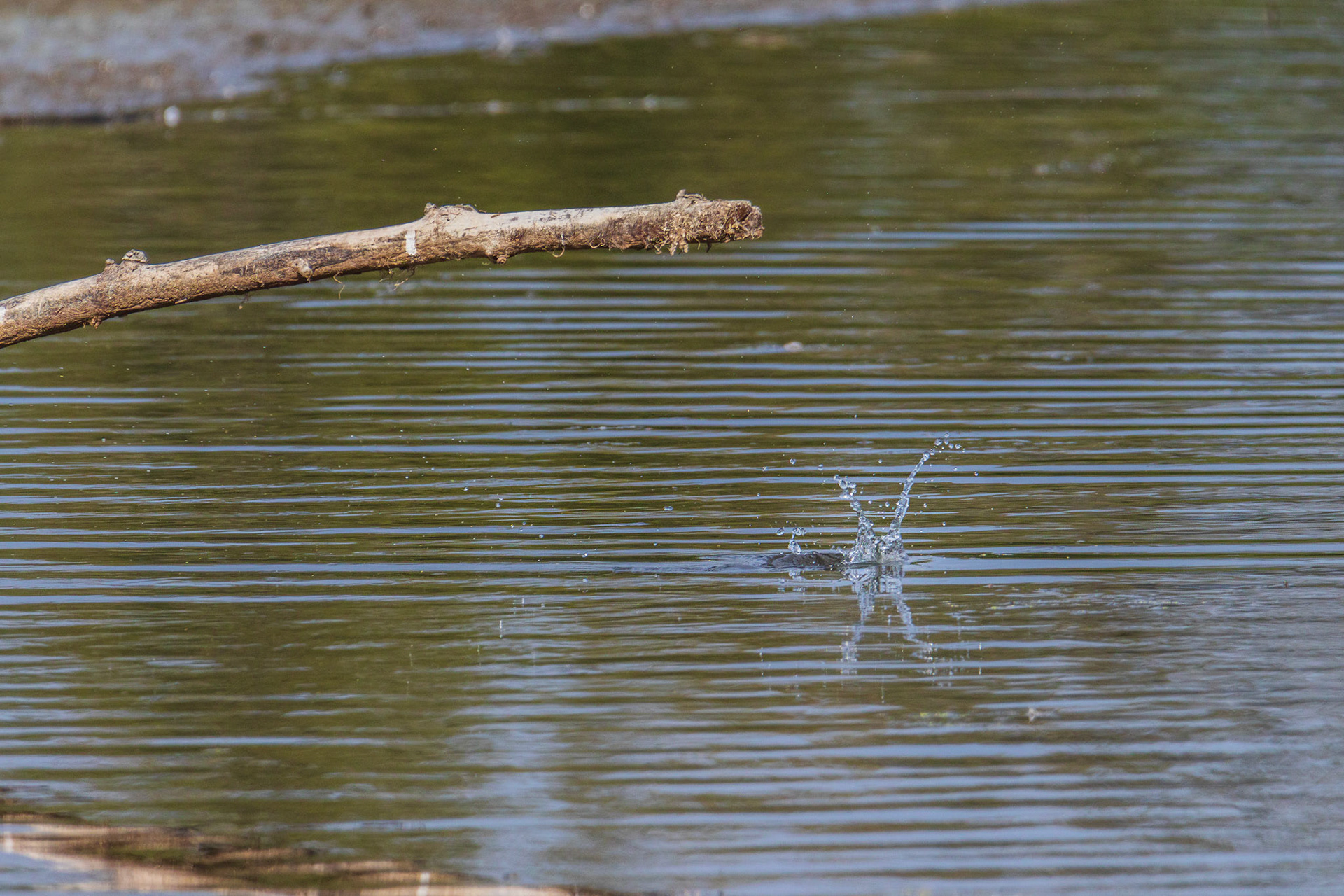 ijsvogel  duikt , foto 4
