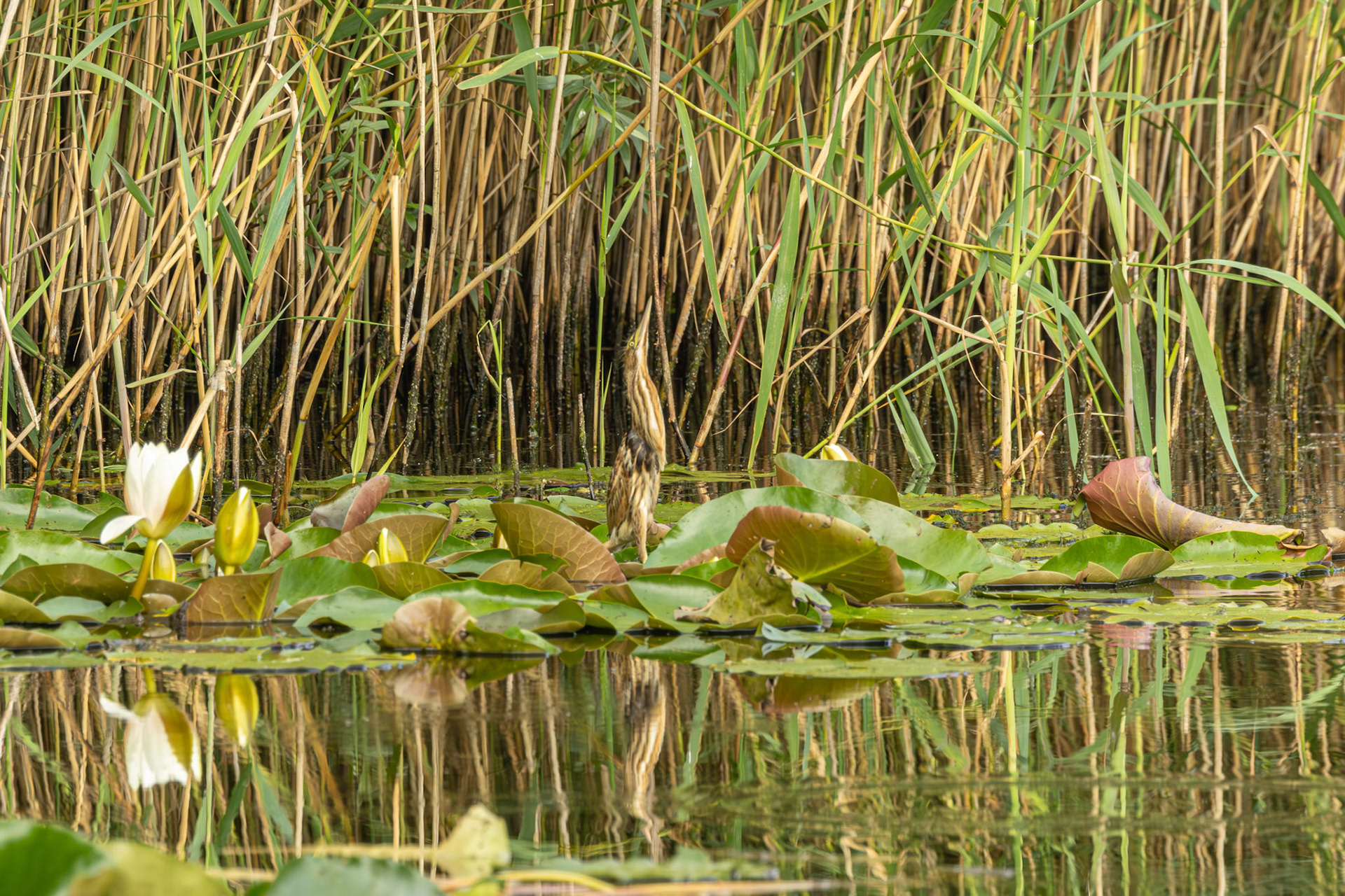 juviniele woudaap (kleinste reiger) paalhouding