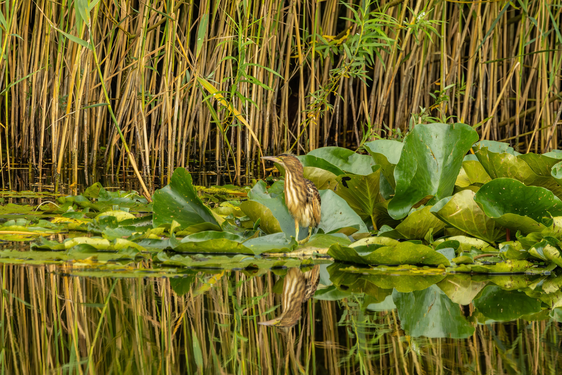 juviniele woudaap (kleinste reiger)