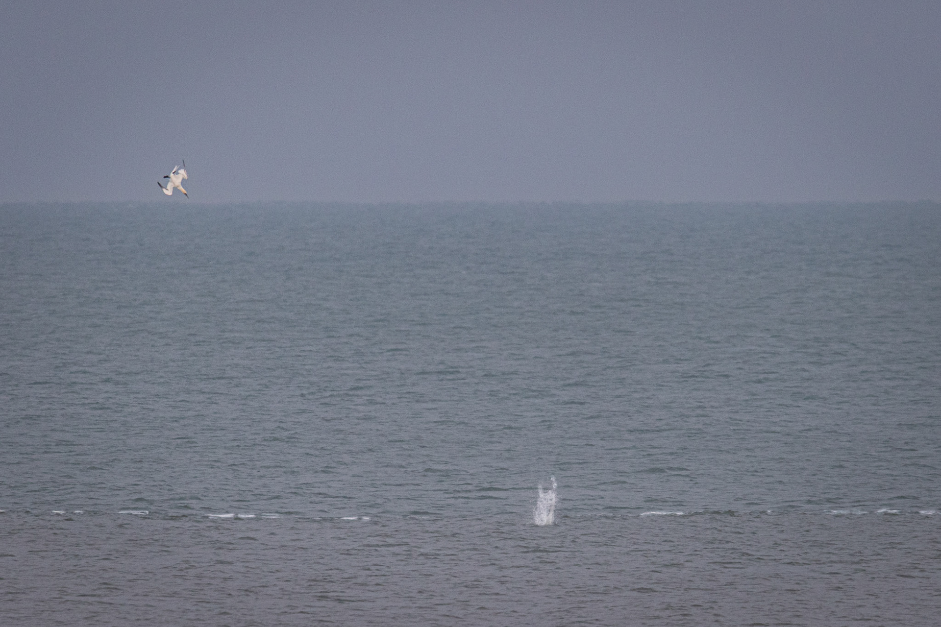 duikend Jan van gent