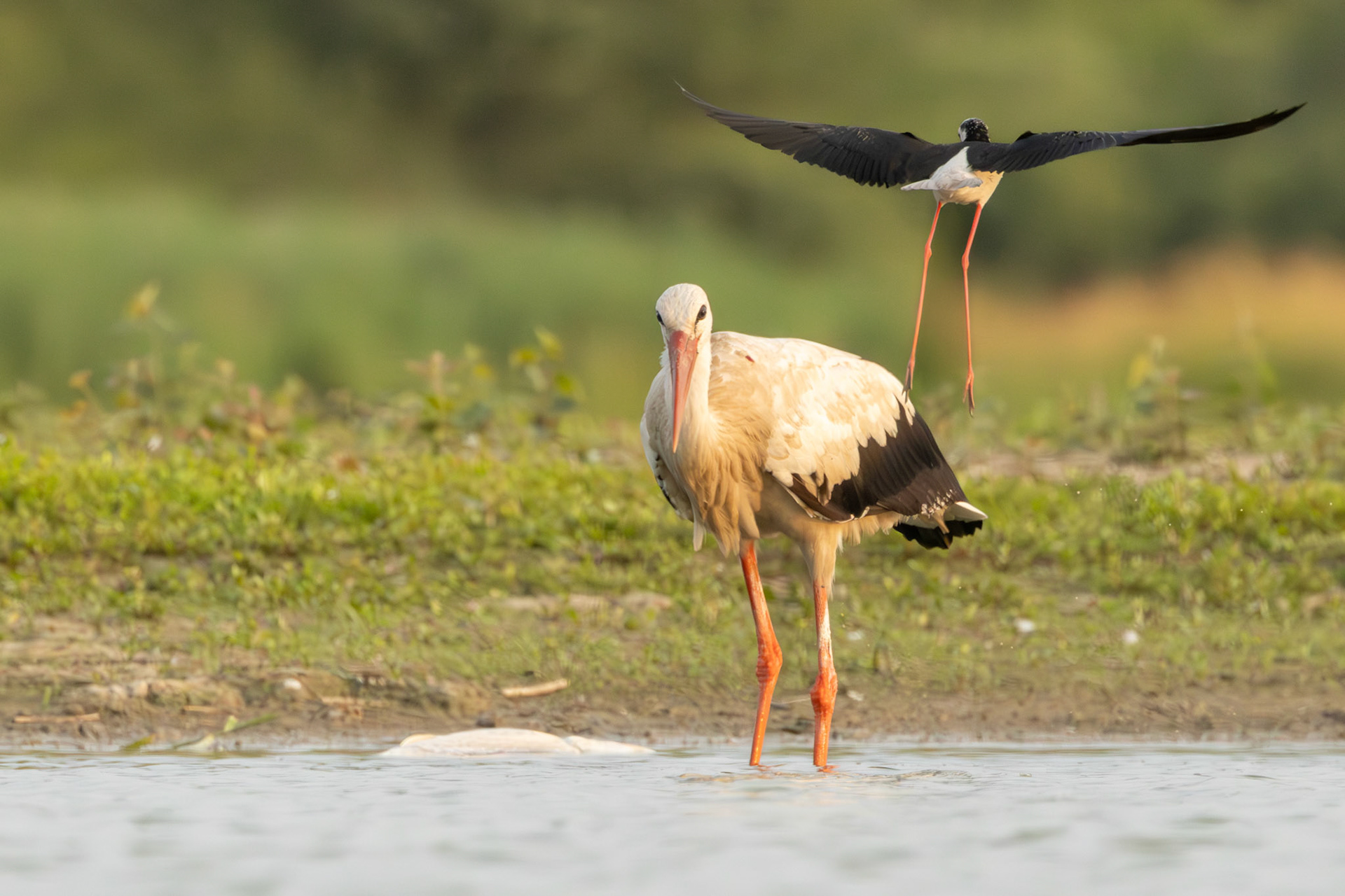 ooievaar en steltkluut