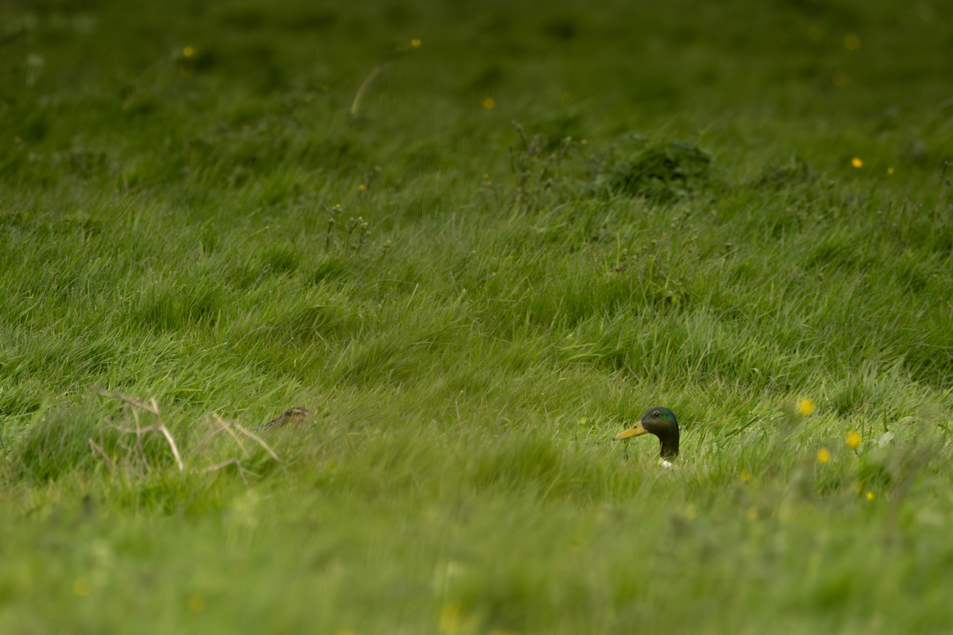 wakende eend bij nest