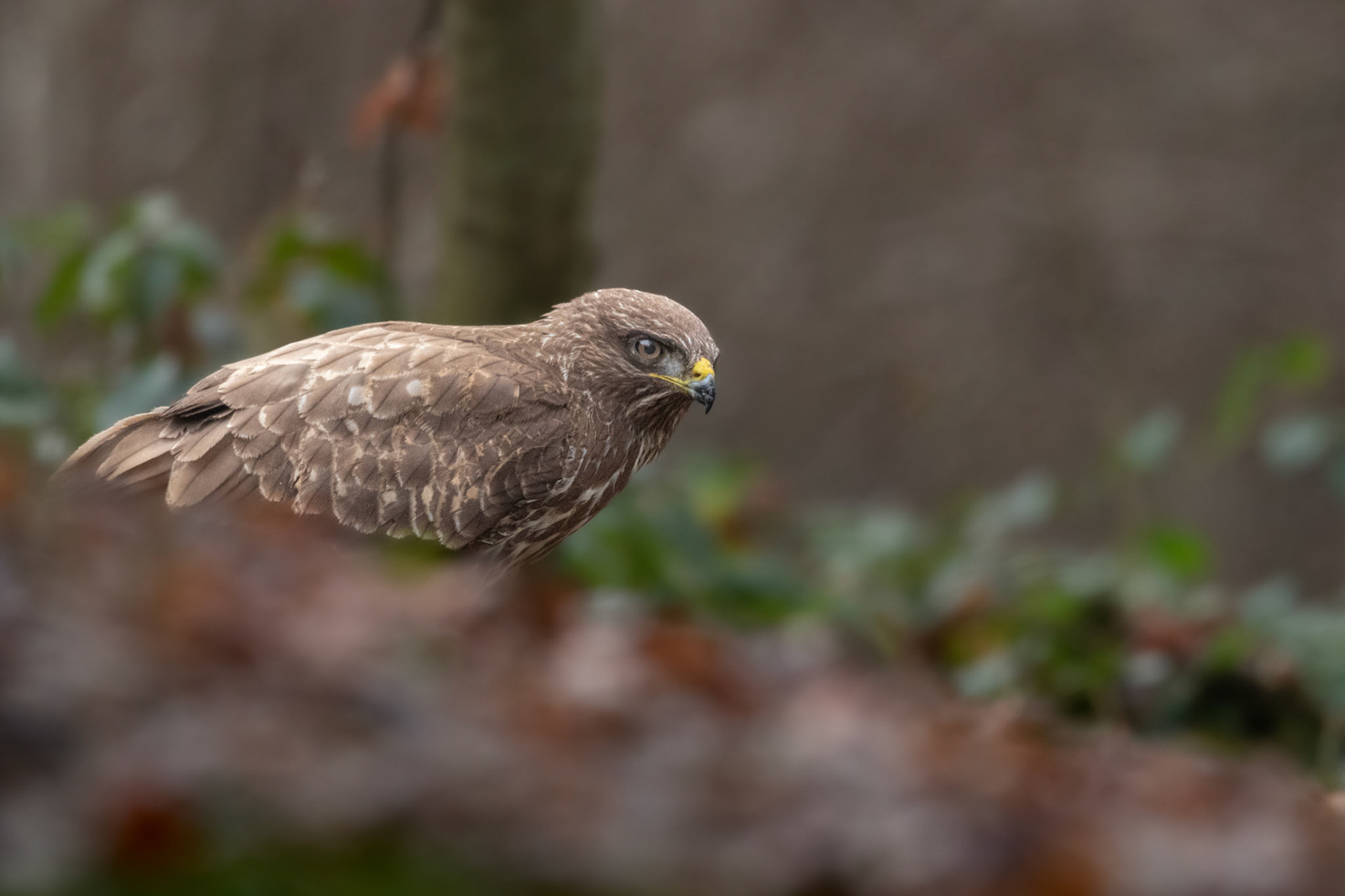 Buizerd
