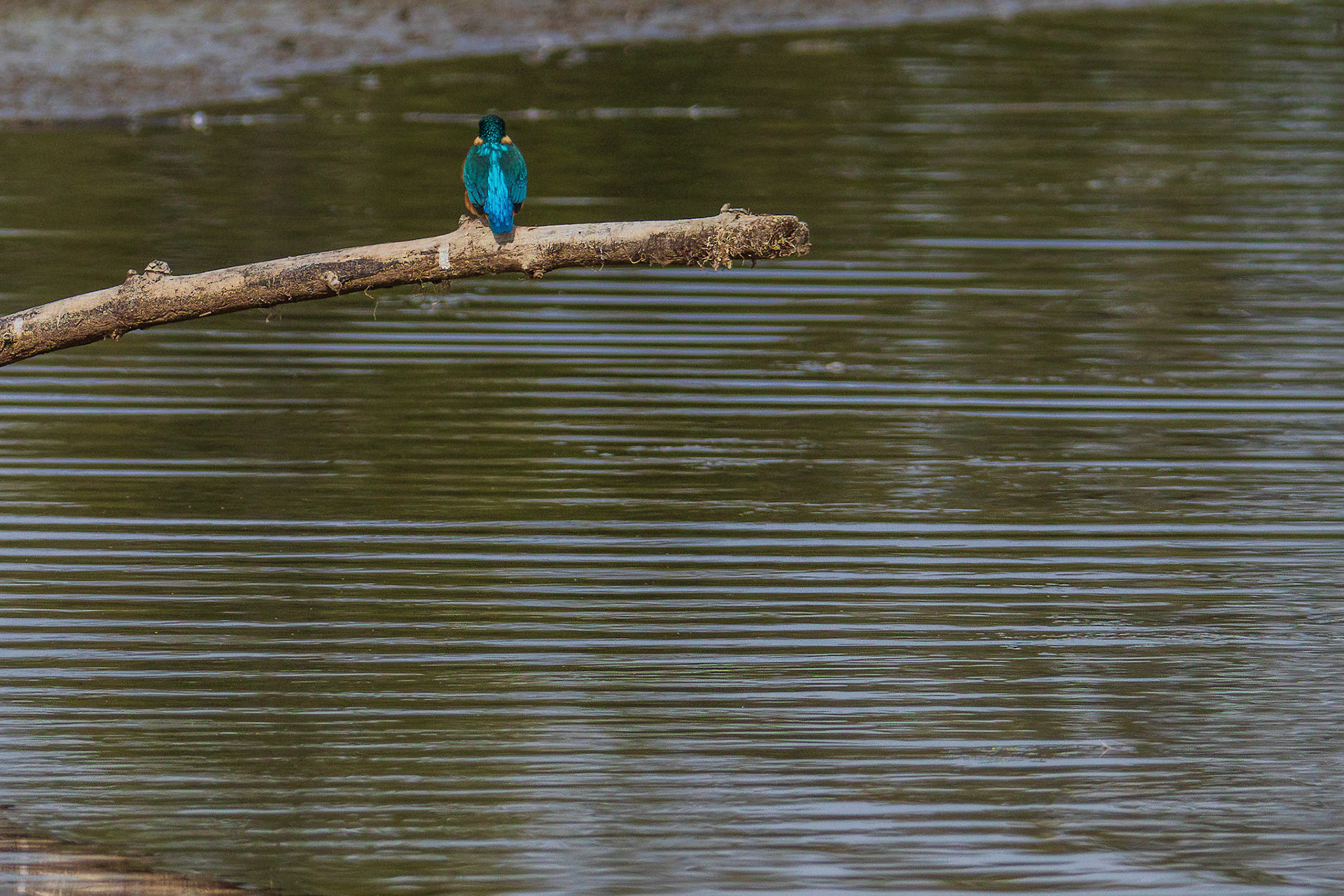 ijsvogel  duikt , foto 8