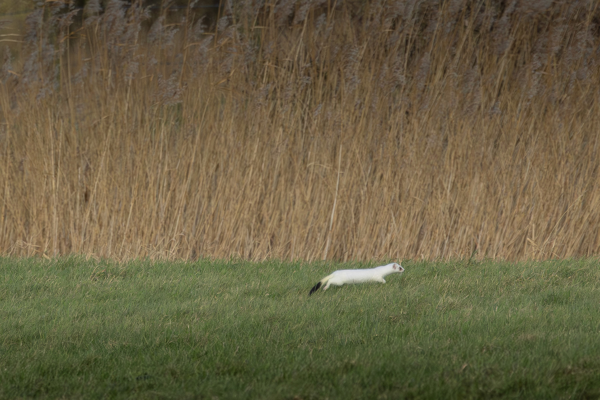 hermelijn in winterkleed