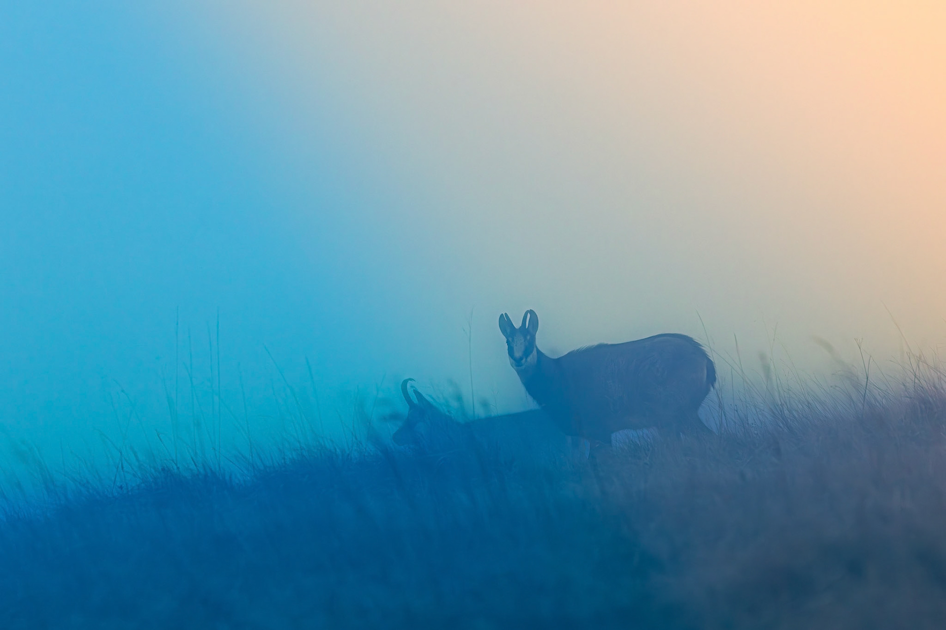 gems Vogezen Hohneck