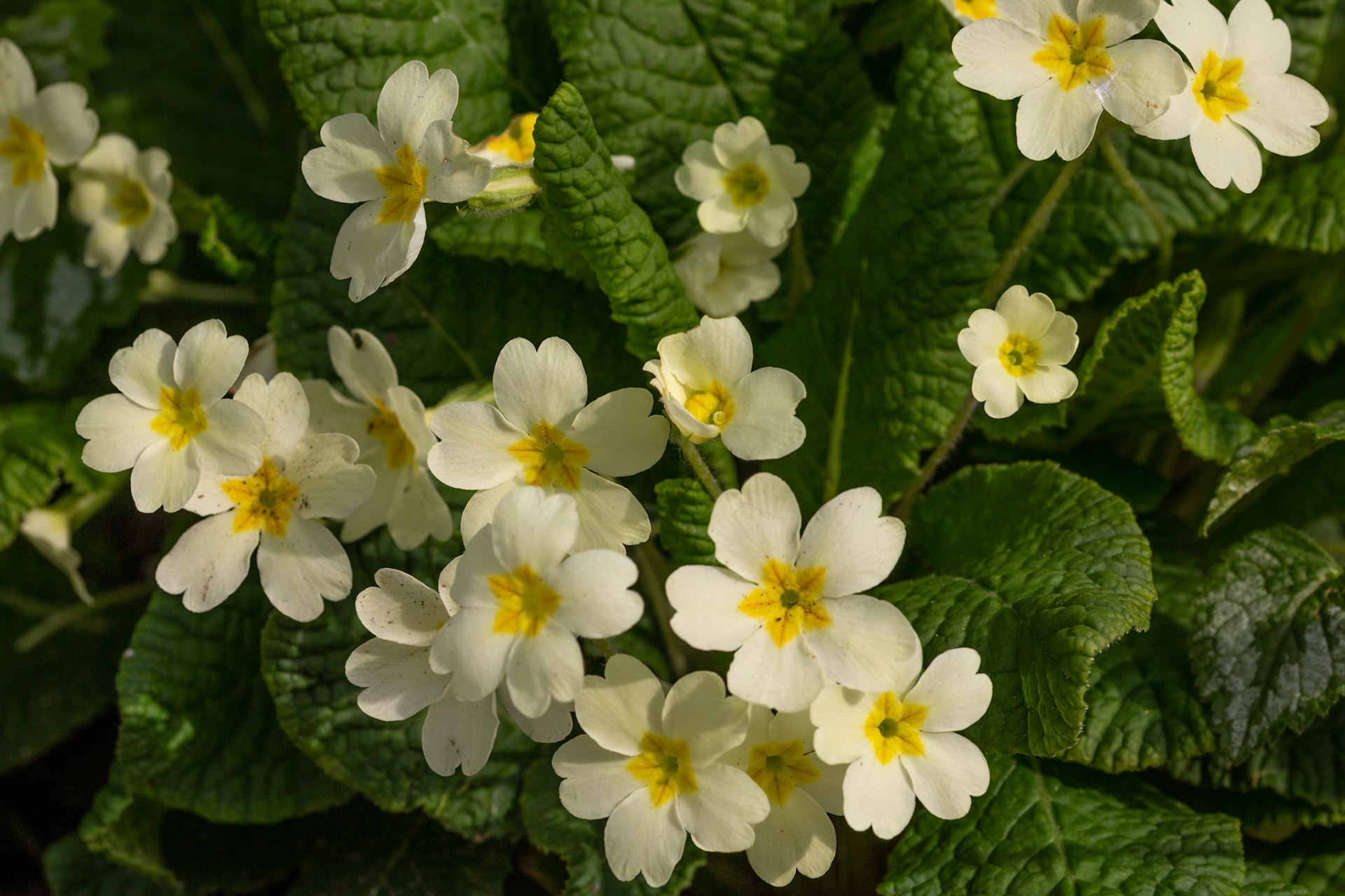 stengelloze sleutelbloem