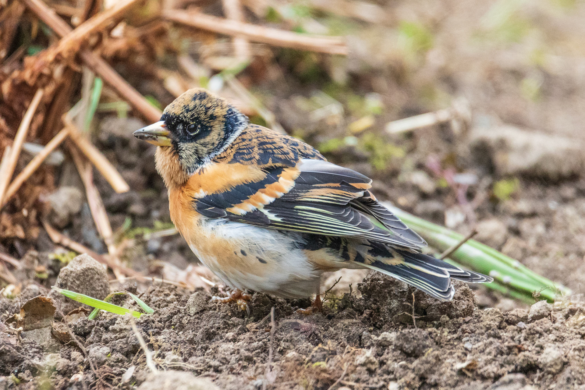 man keep in overgangskleed van winter naar zomer