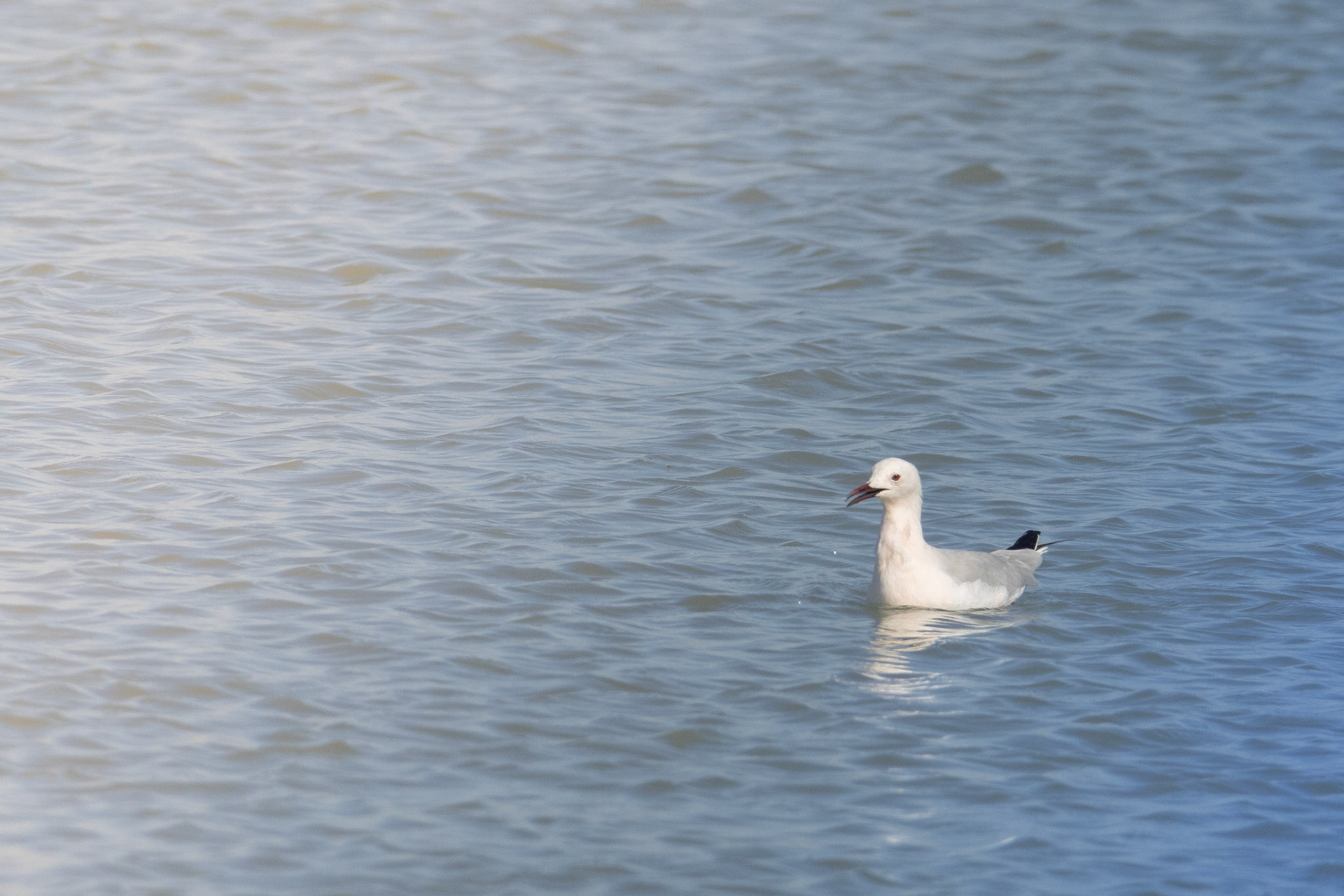  dunbekmeeuw El Hondo SP