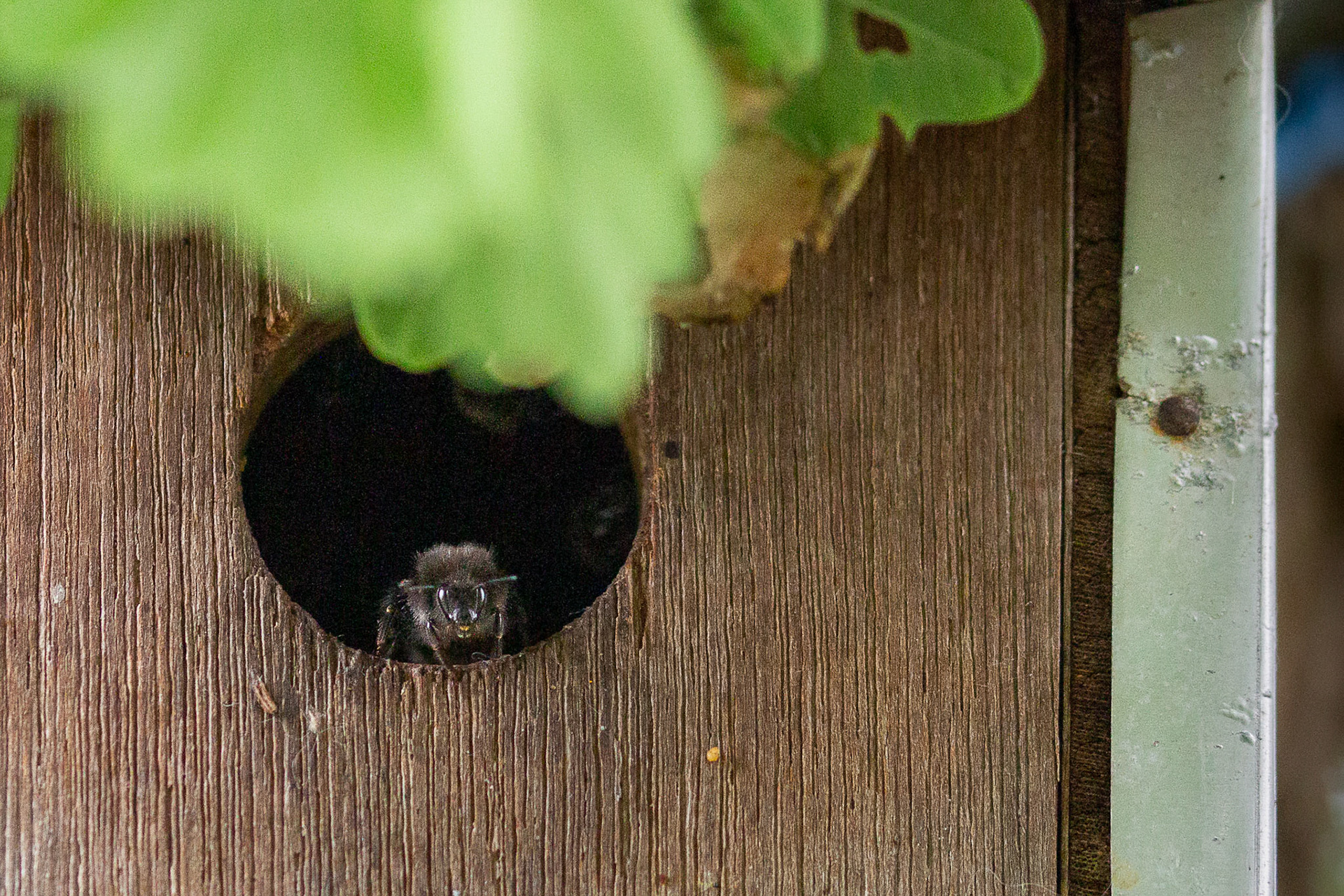 boomhommel werkster wachter
