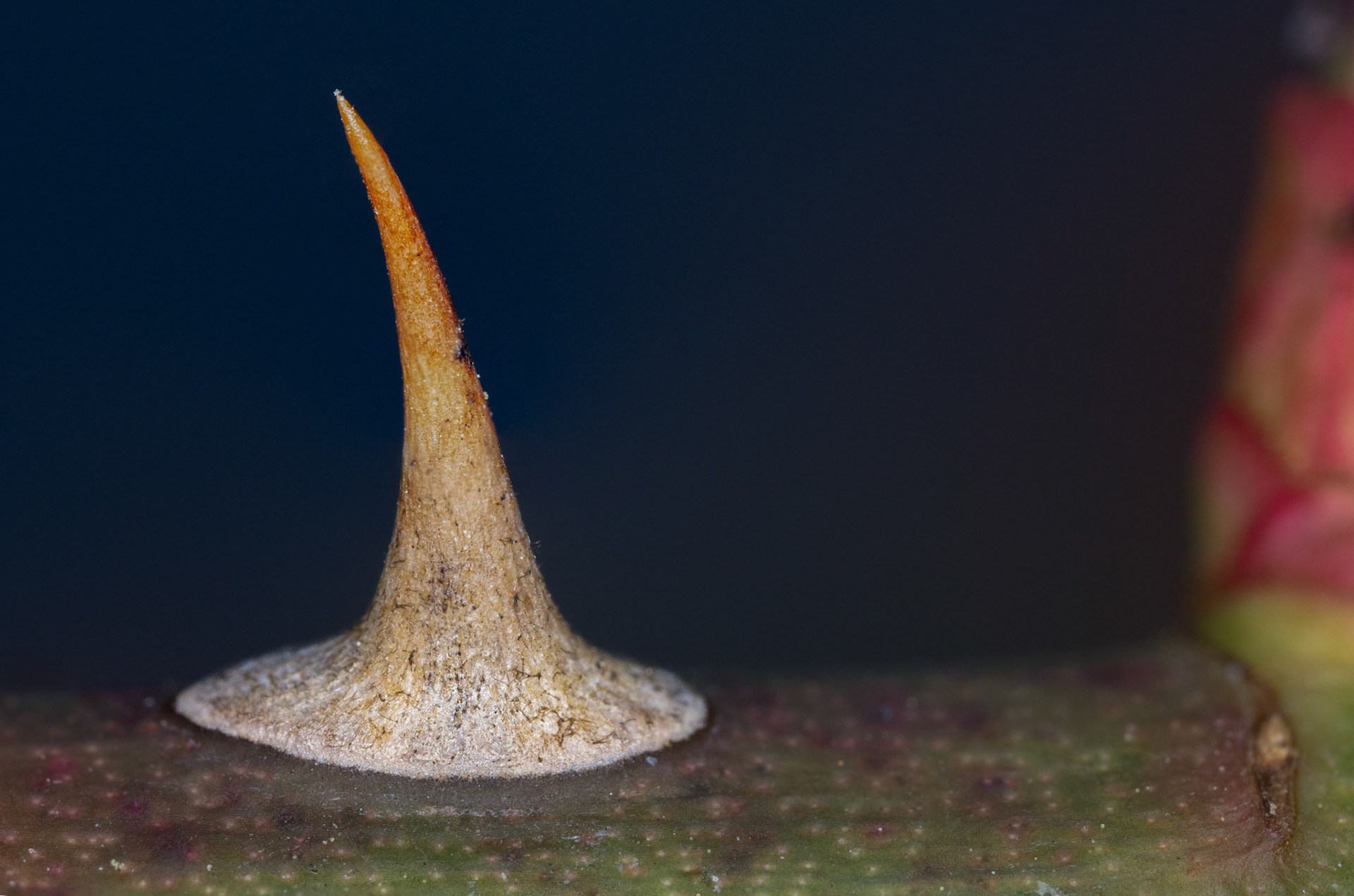 supermacro van rozenstekel