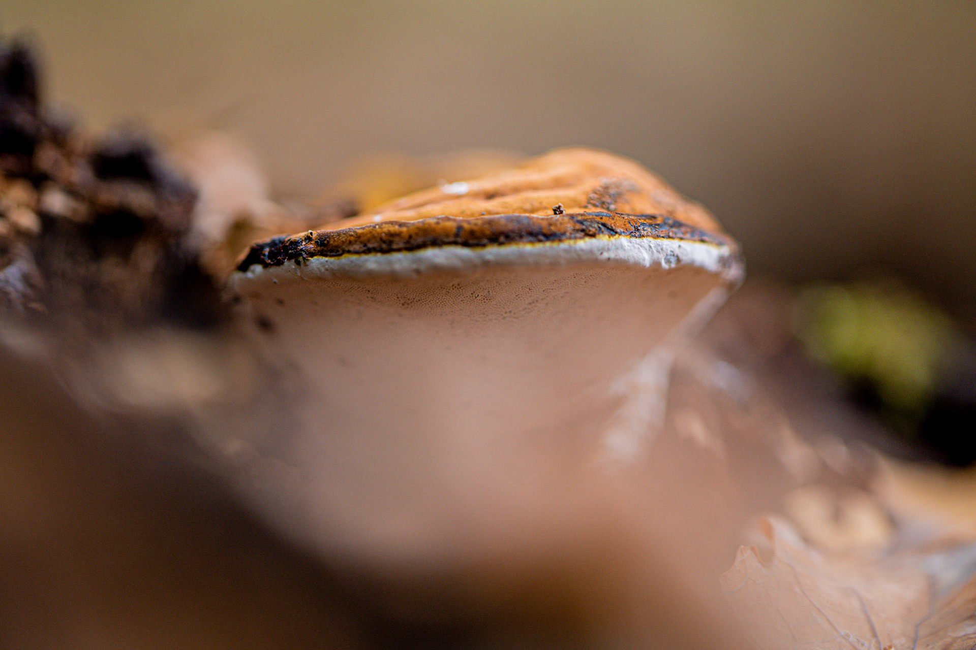 paddenstoelen Gavers Harelbeke 2022