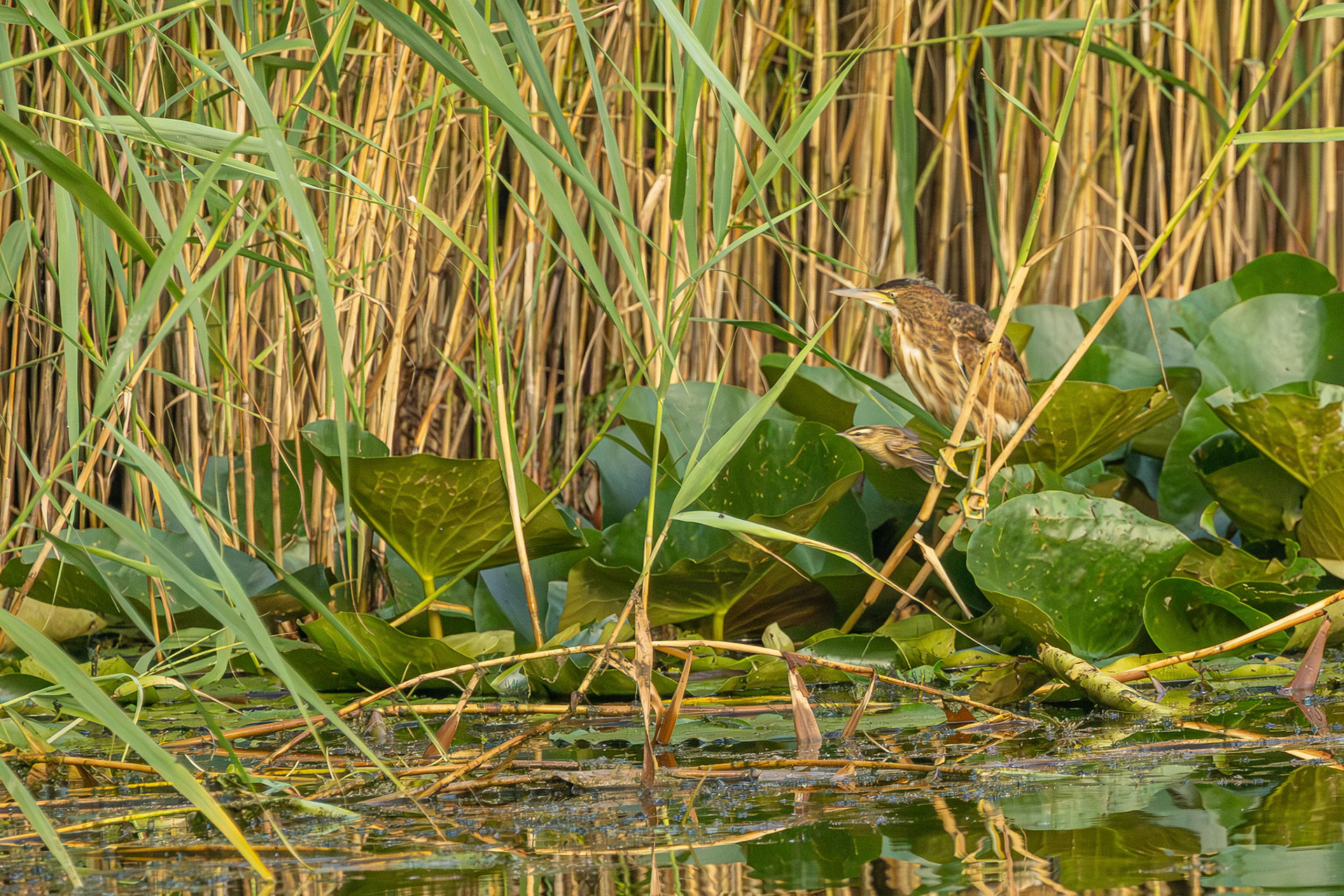 juviniele woudaap (kleinste reiger)